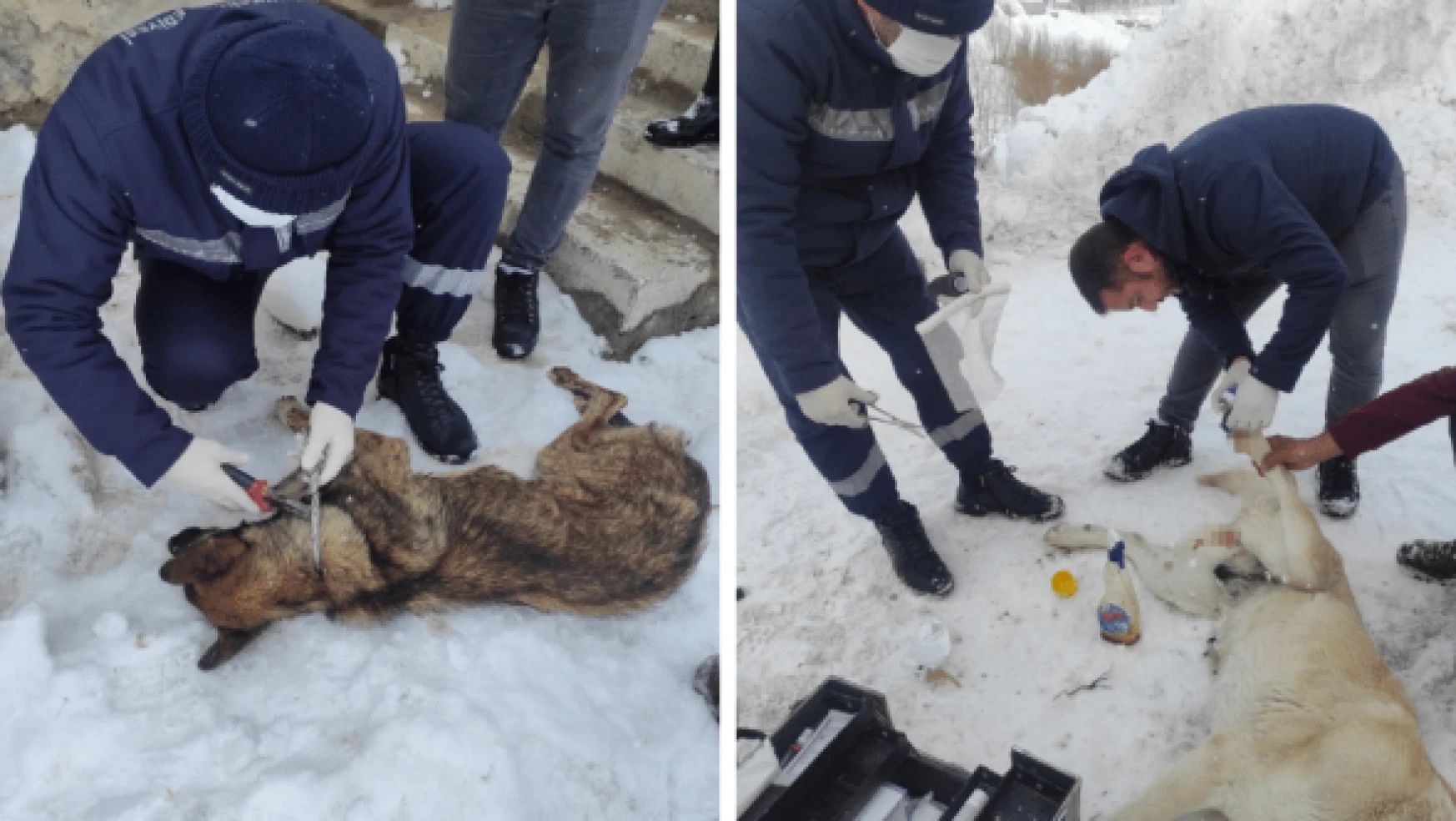 Canilerin ölüme terk ettiği köpeği belediye kurtardı