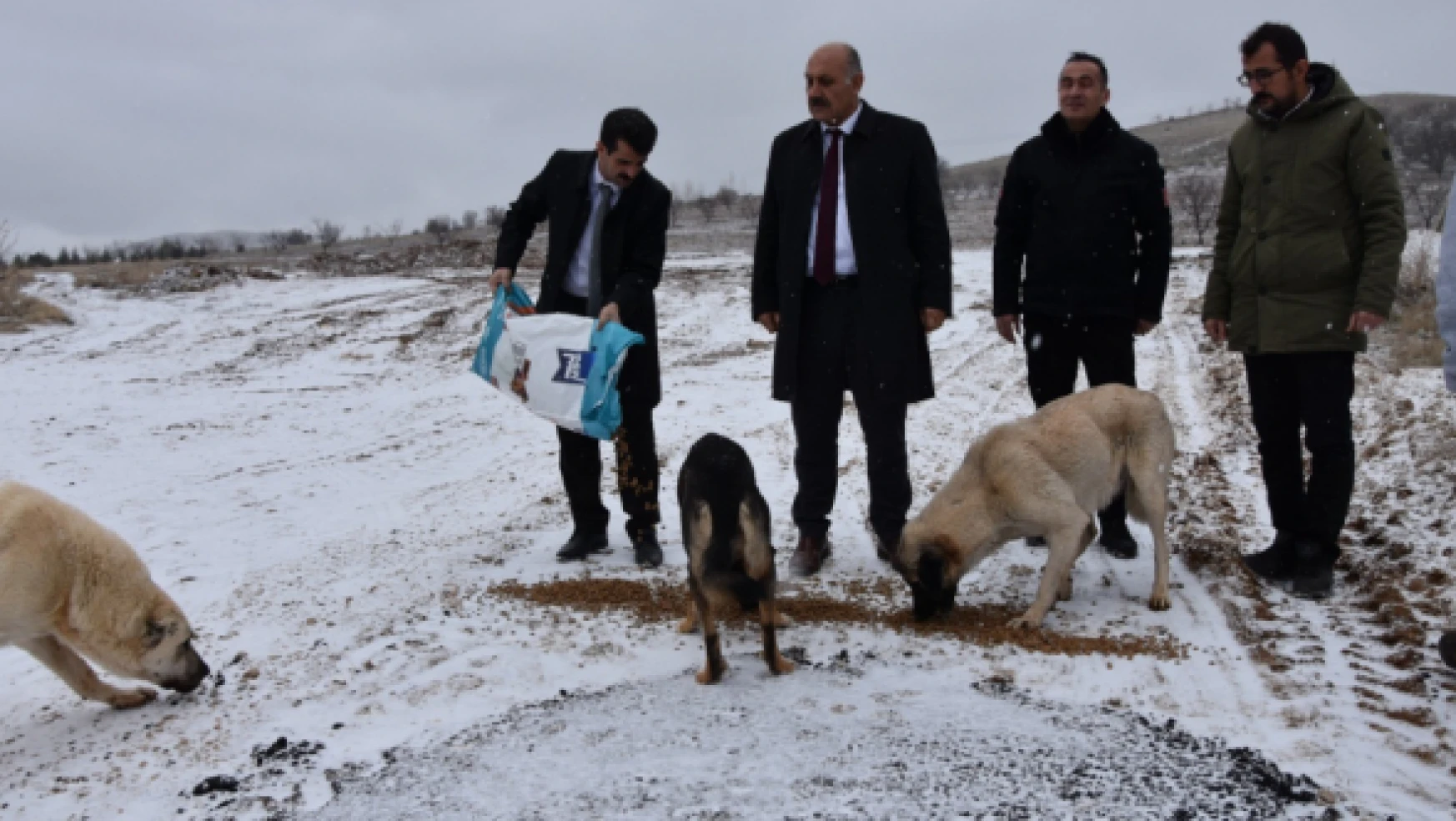 Doğanşehir Belediyesi sokak hayvanlarını unutmadı