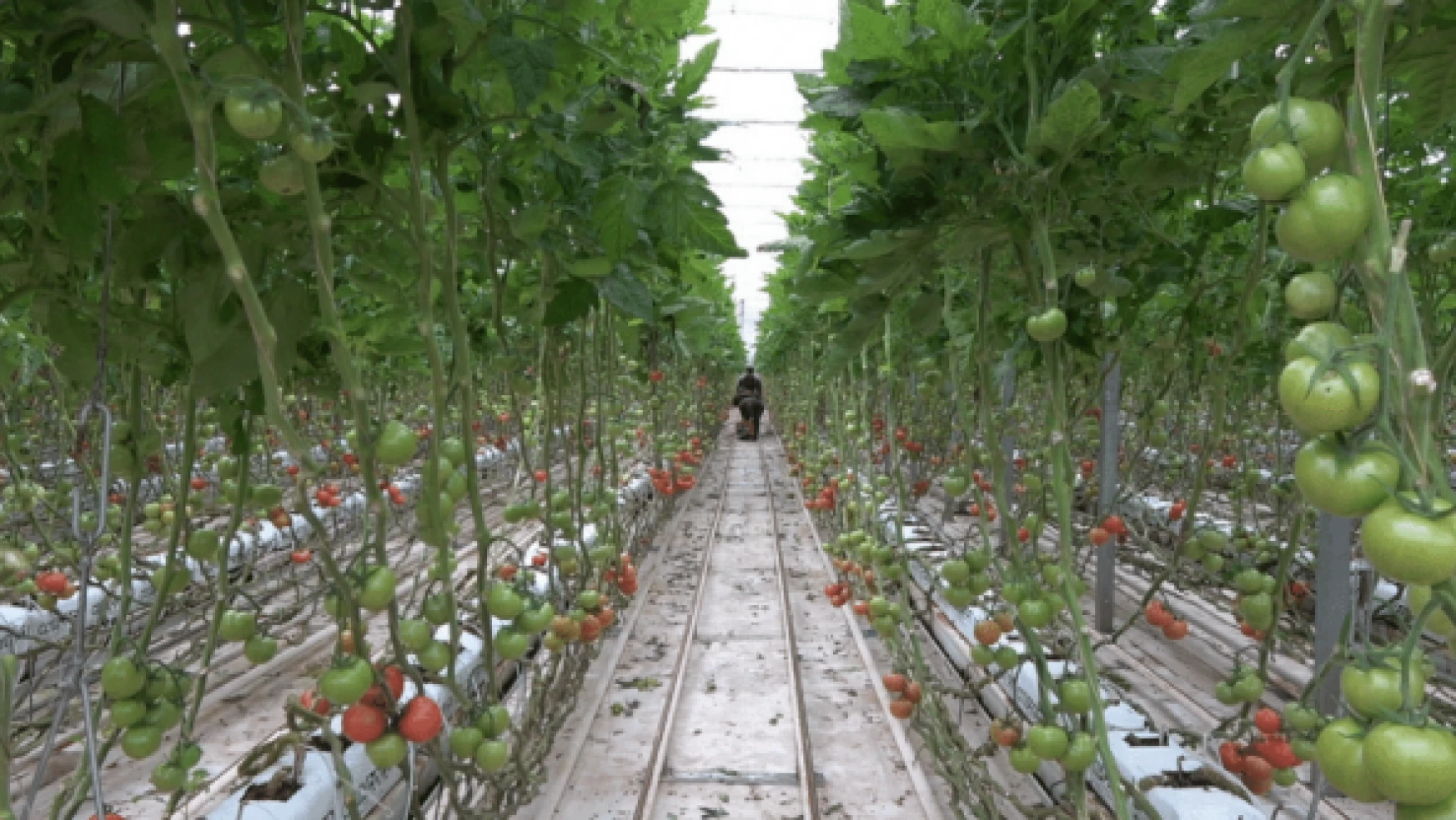 Dondurucu soğukta bin 500 ton domates ürettiler