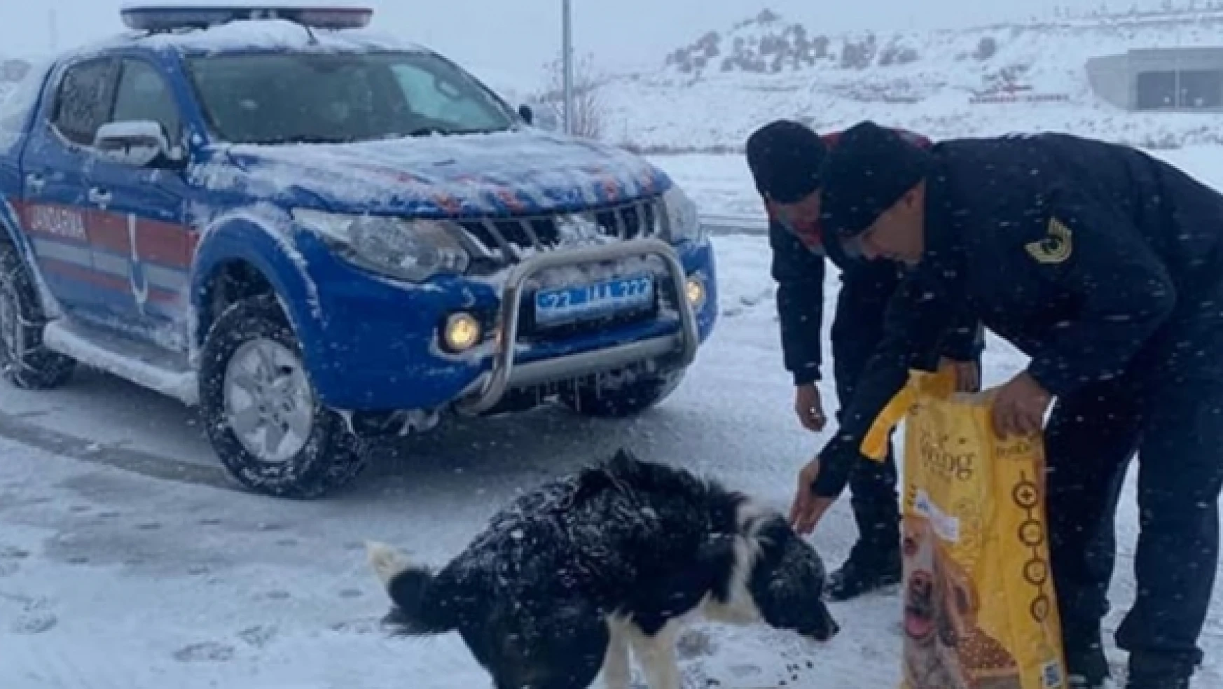 Elazığ'da jandarma ekipleri sokak hayvanlarını unutmadı