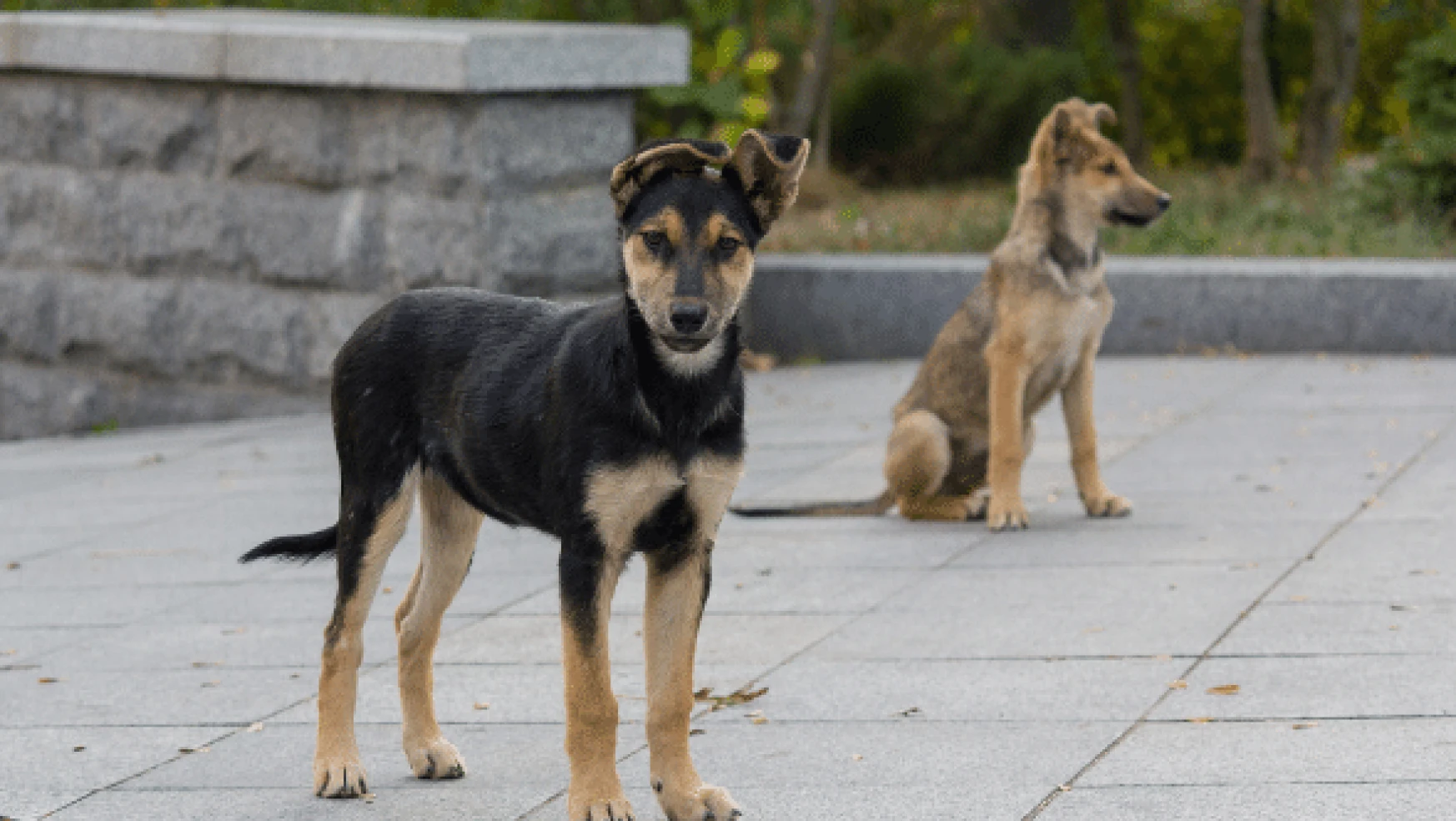 Erciş'te belediye ekipleri sokak hayvanlarına sahip çıktı