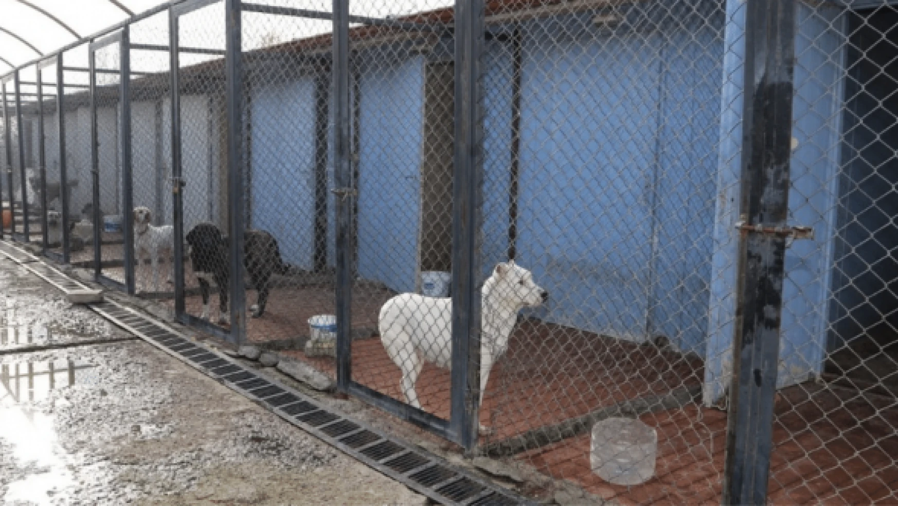 Erzincan'da başıboş sokak köpekleri toplandı