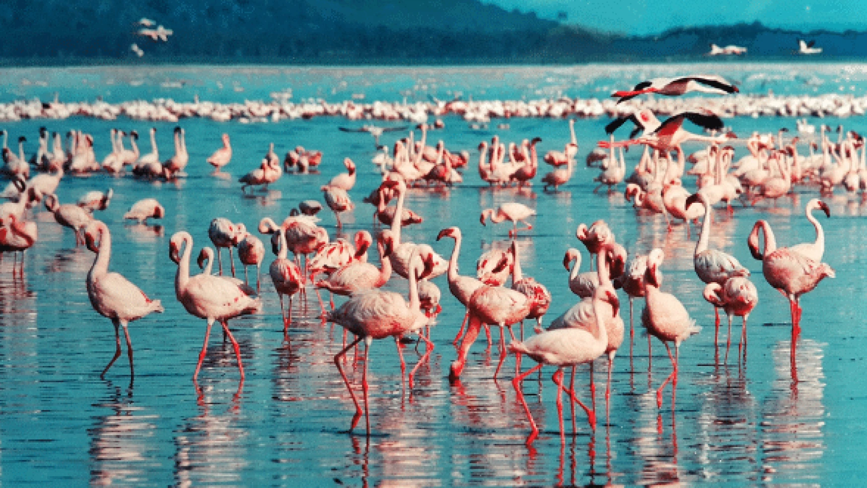 Flamingoların konaklama alanı koruma altında