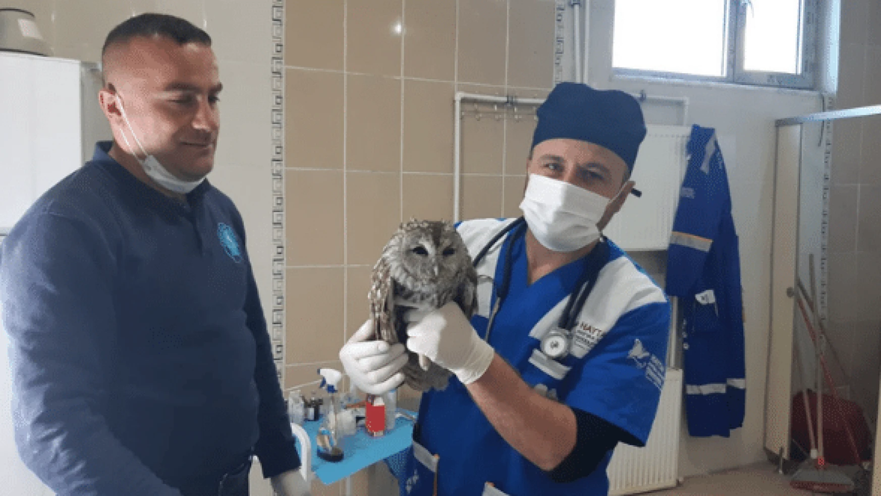 Hakkari'de yaralı yavru baykuşa belediye ekipleri sahip çıktı