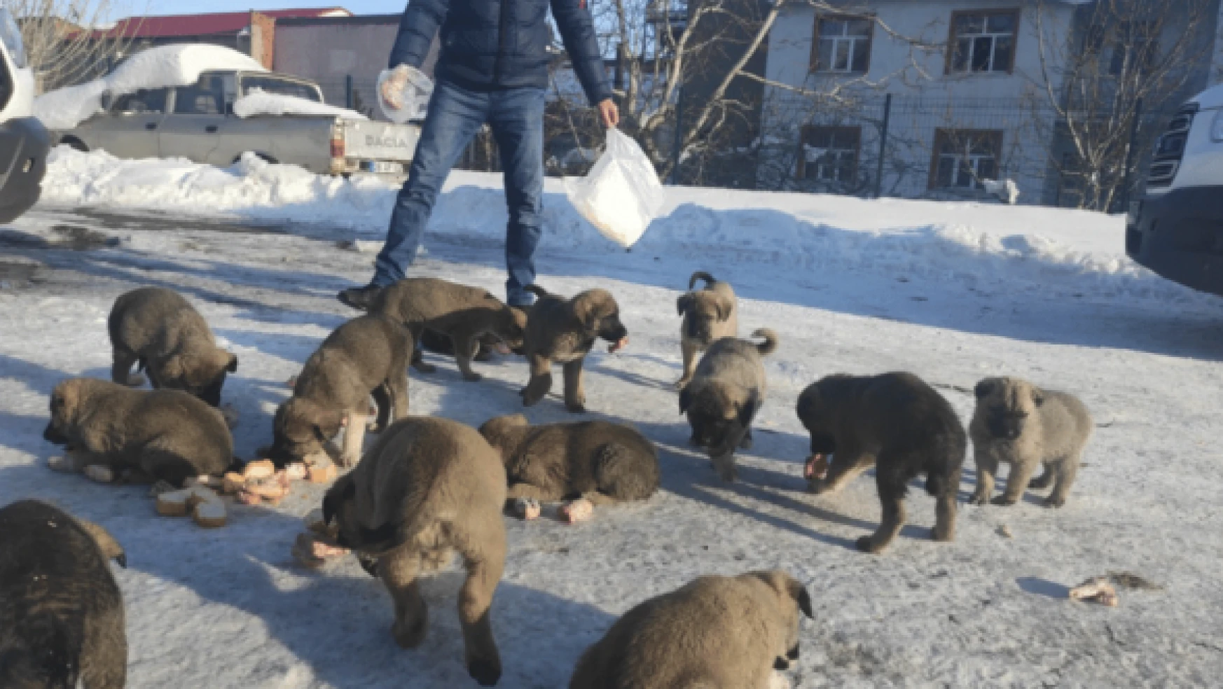 Karlıova'da 17 yavru köpek donmaktan böyle kurtarıldı