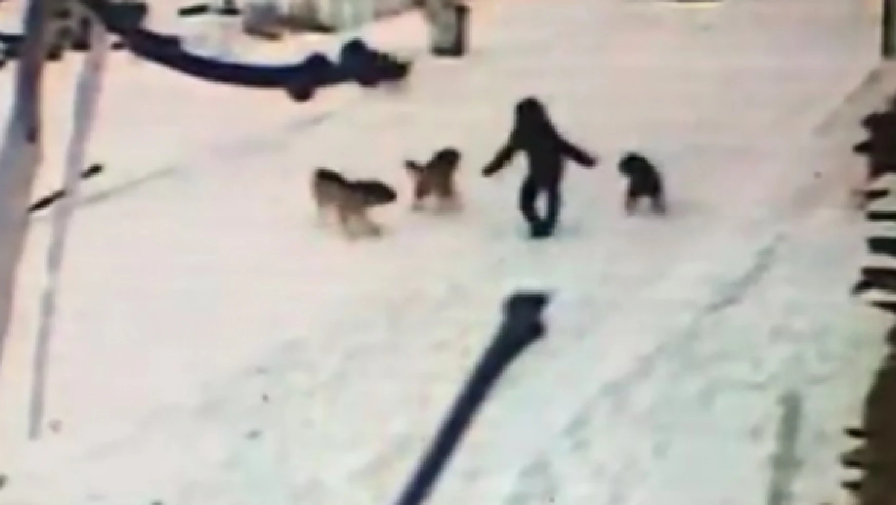 Kars'ta başıboş köpekler bir çocuğa saldırdı!