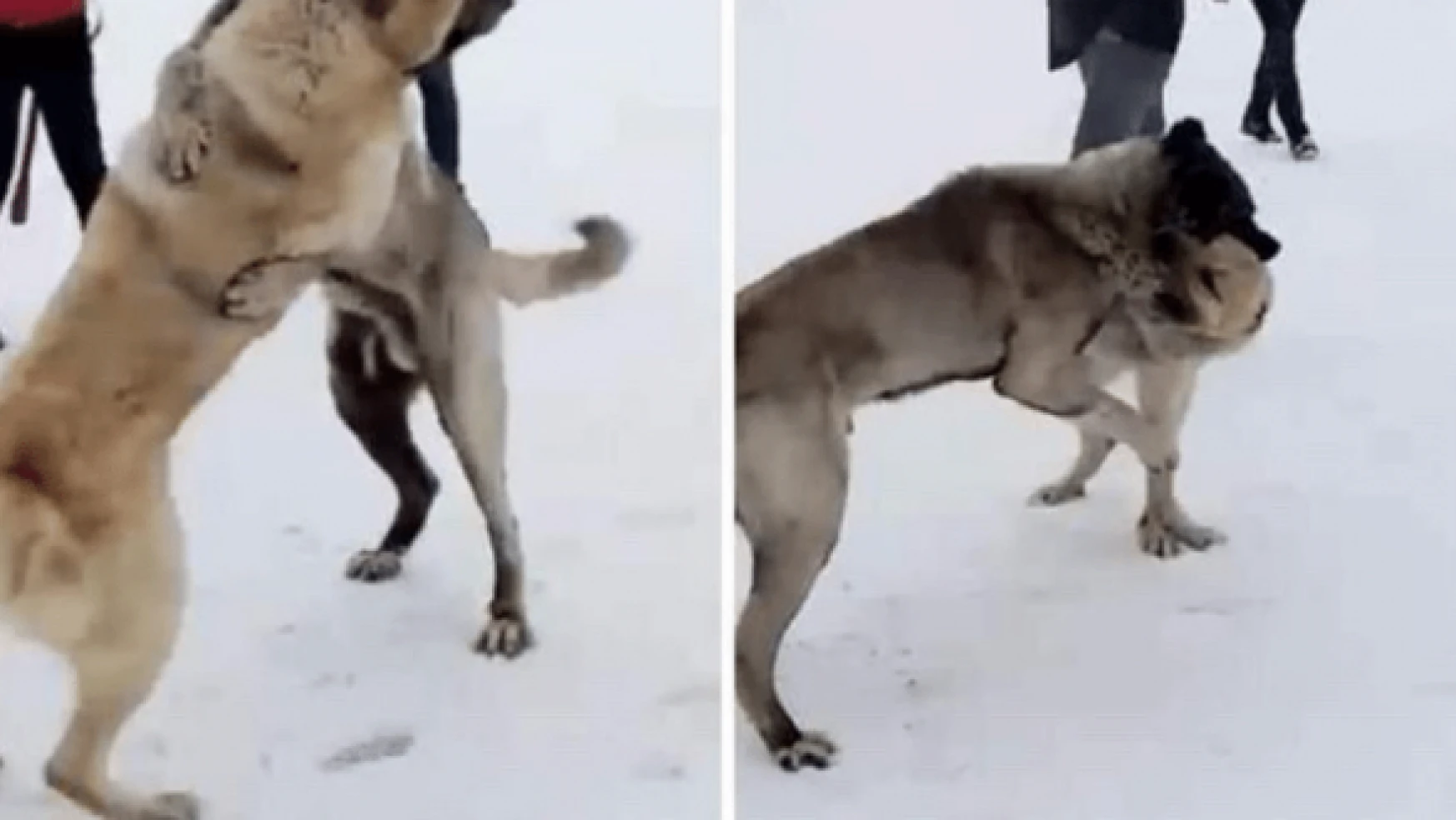 Kars'ta köpek dövüştüren 3 şahıs yakalandı