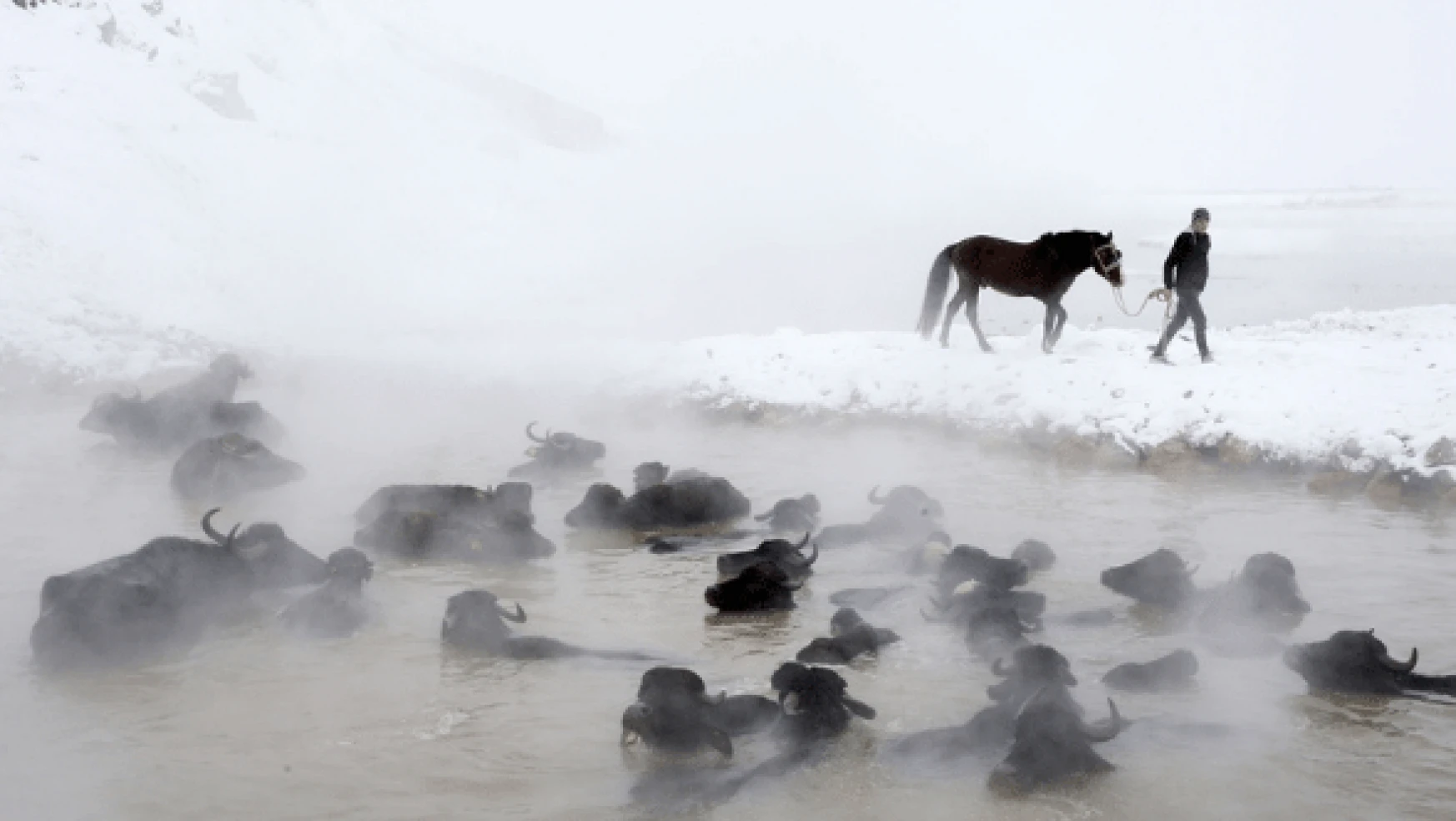 Manda ve atların dondurucu soğukta kaplıca keyfi