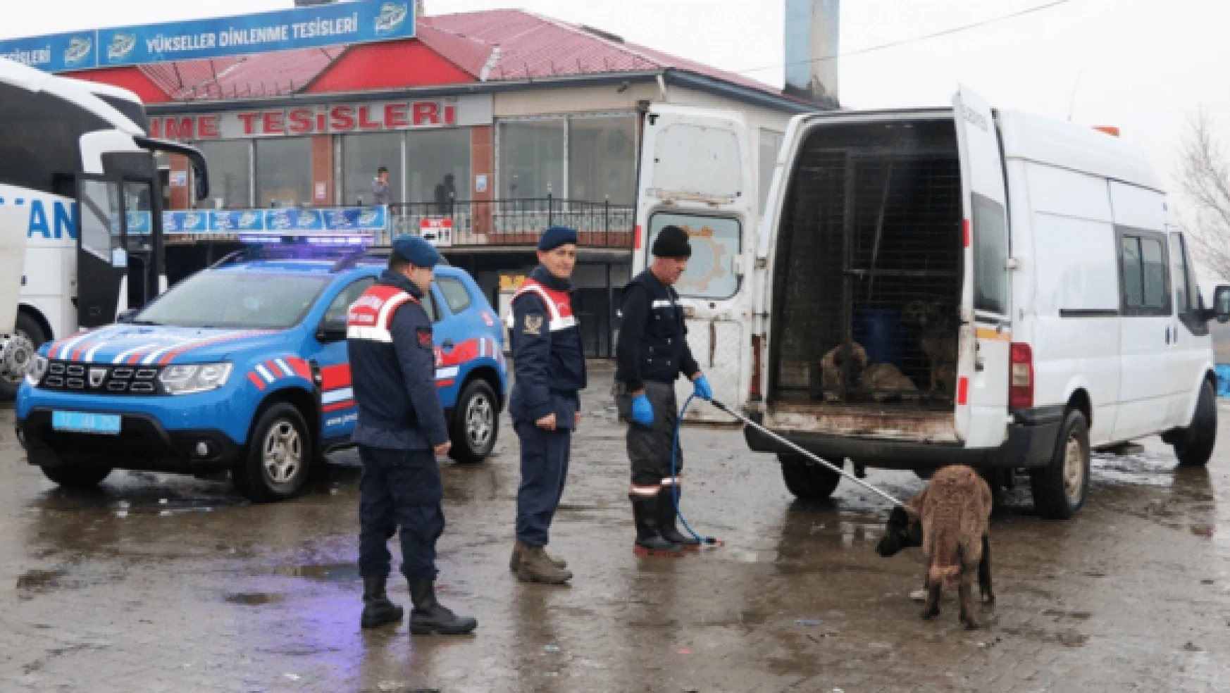 Sokak hayvanları barınaklara teslim edildi
