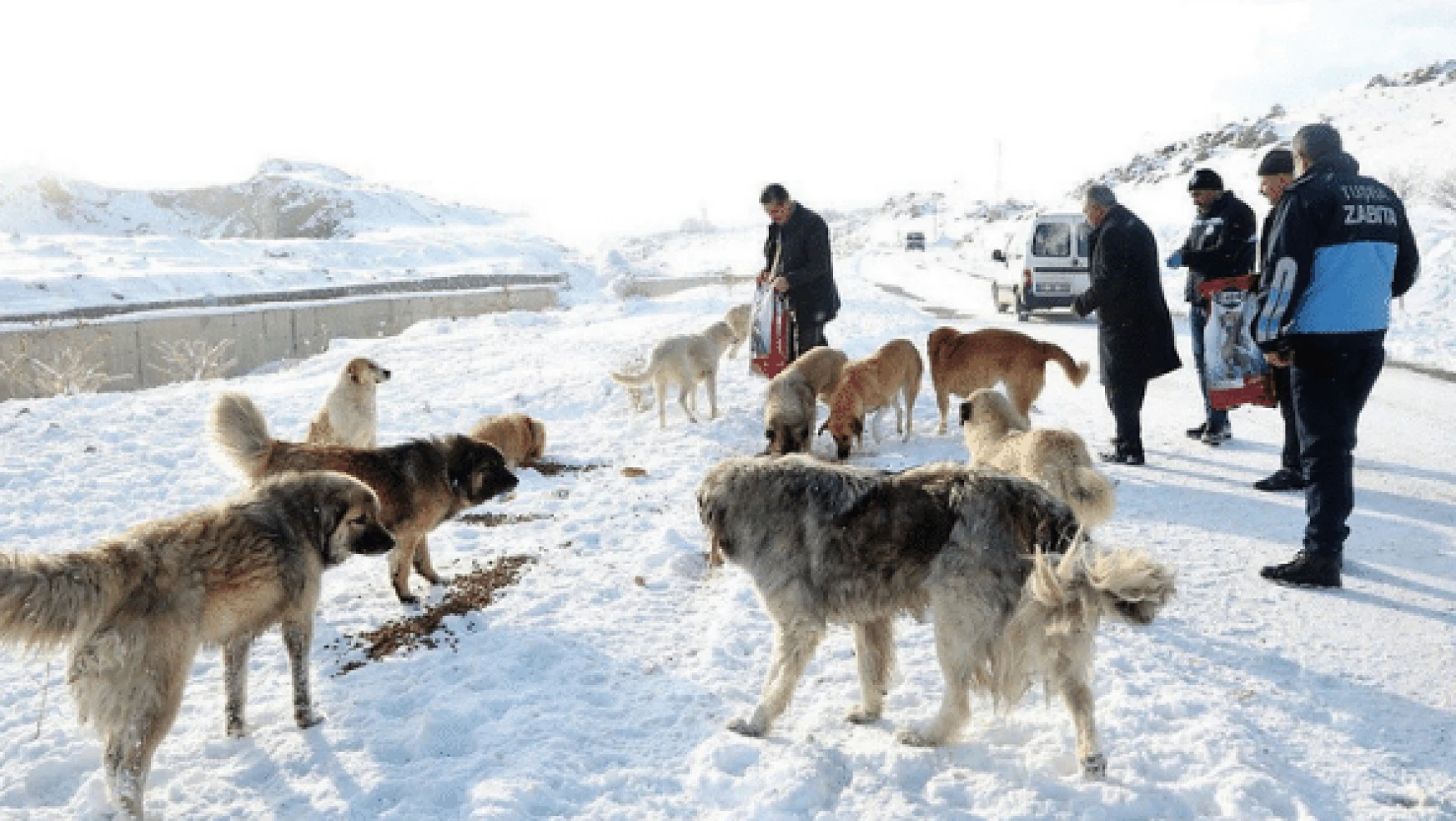 Tuşba Belediyesi sokak hayvanlarını unutmadı