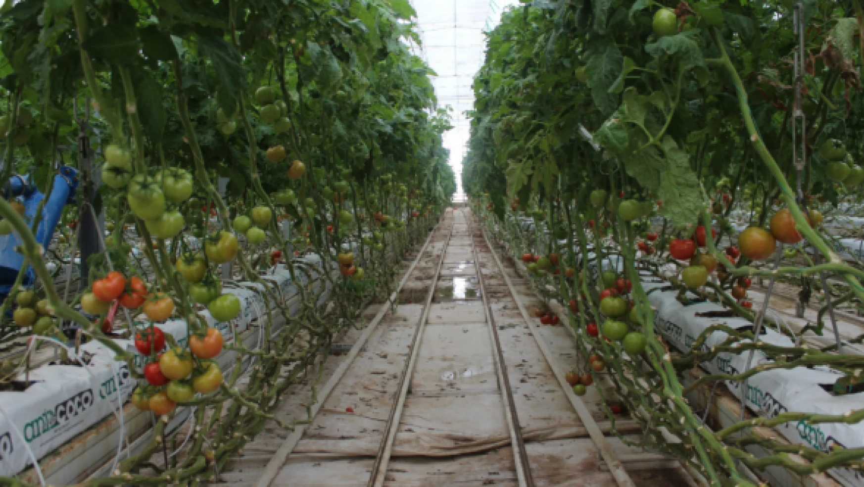 Van'da eksi 30 derecede domates üretimi yapılıyor
