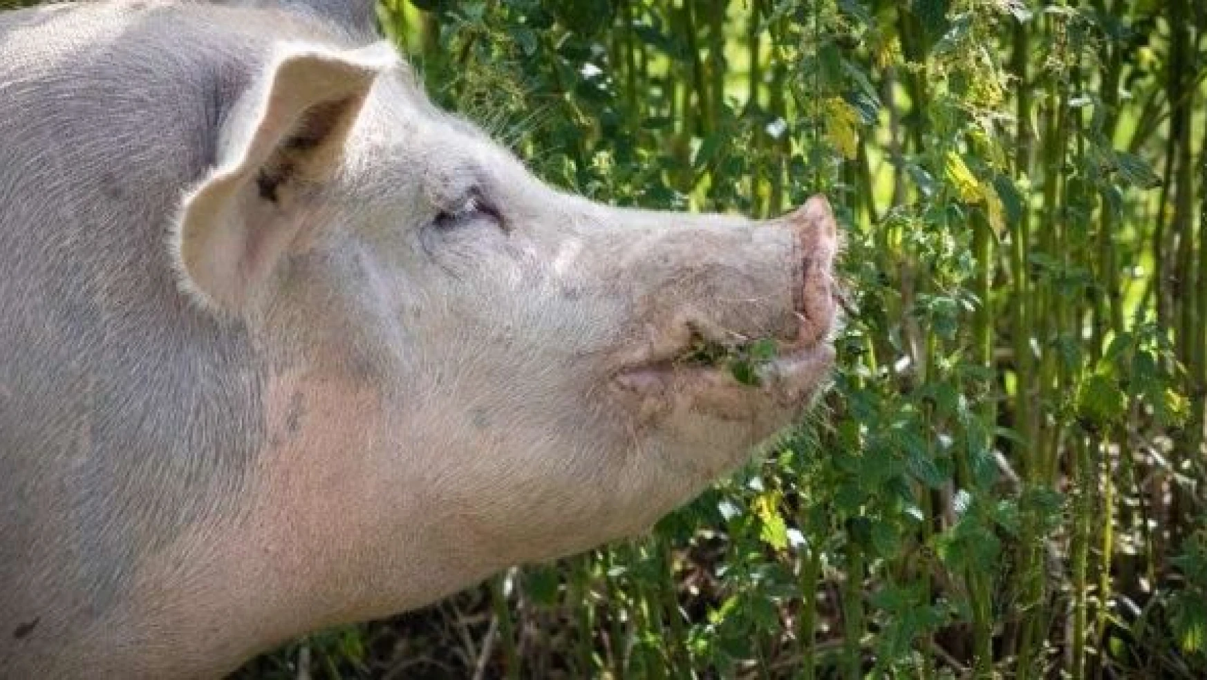 Kars'ta aç domuzlar vatandaşı korkuttu