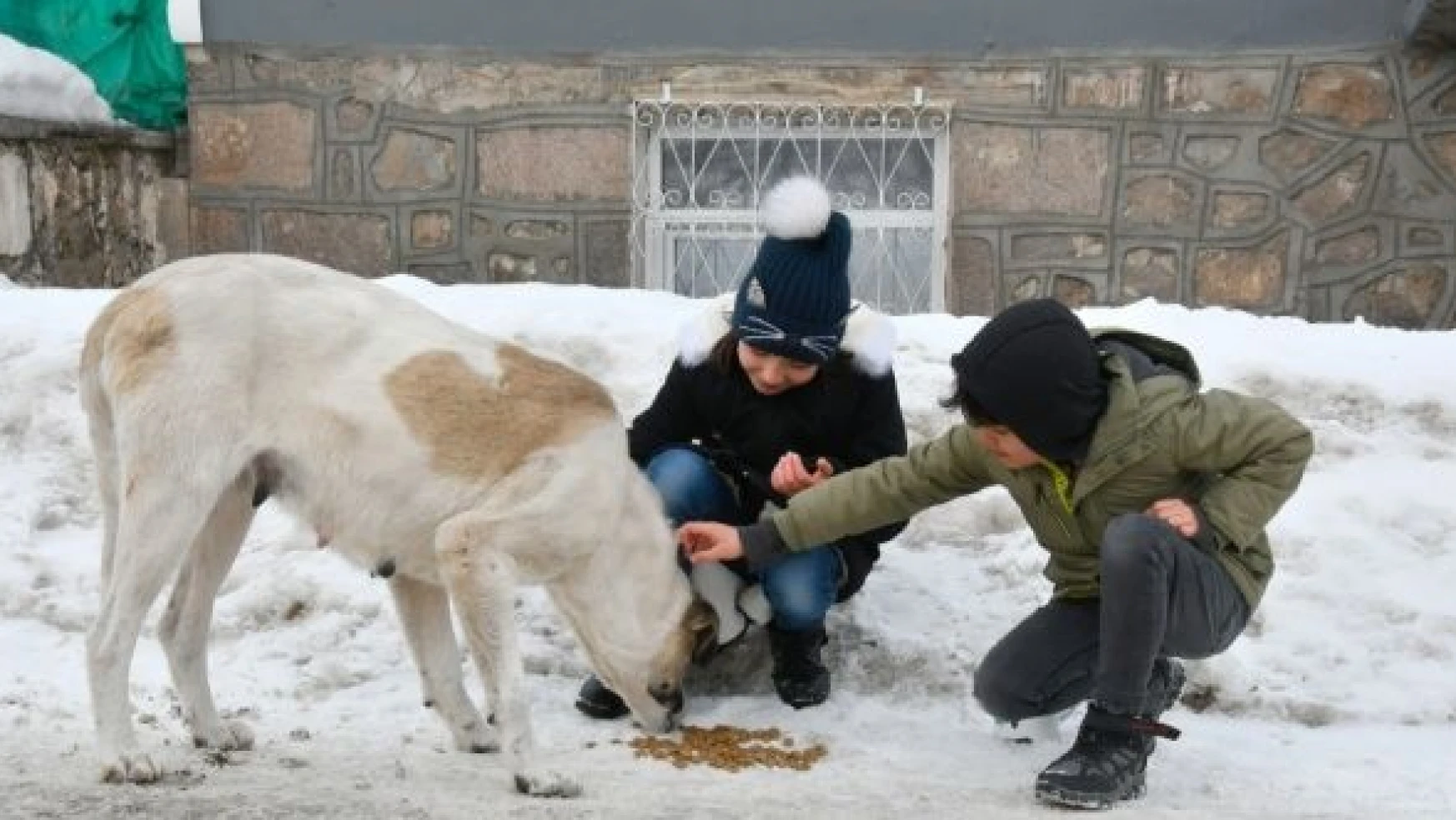 Kars'ta gönüllü minikler sokak hayvanlarını unutmadı