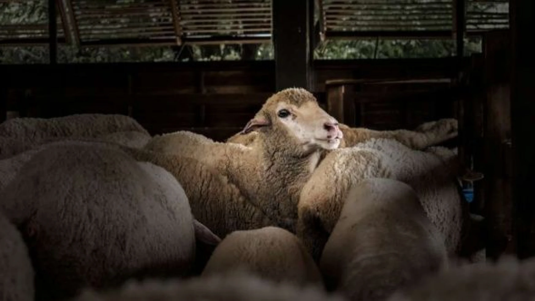 Koyunlar küpeleri, yetiştiriciler desteği kaptı