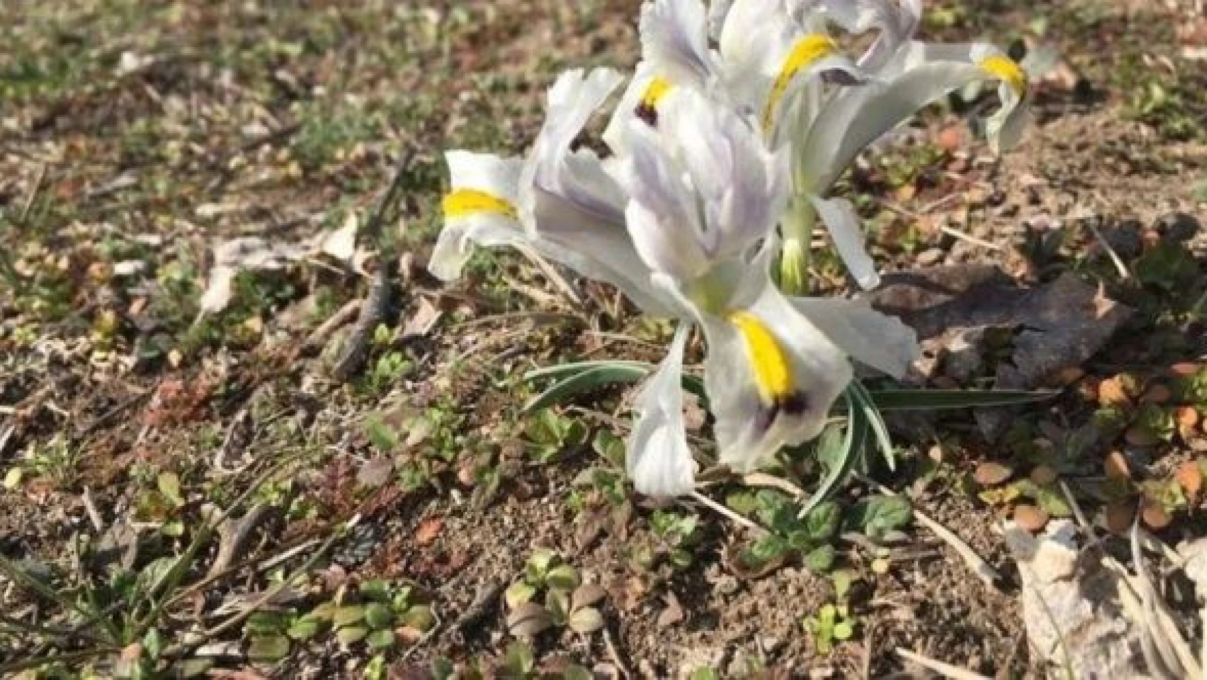 Malatya'da Nevruz çiçekleri doğayı süslemeye başladı