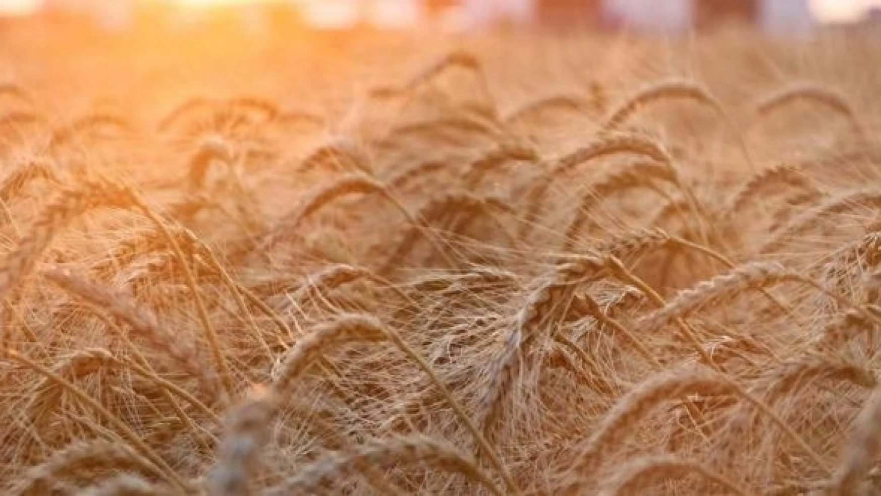 Rusya-Ukrayna gerilimi buğdayı vurabilir
