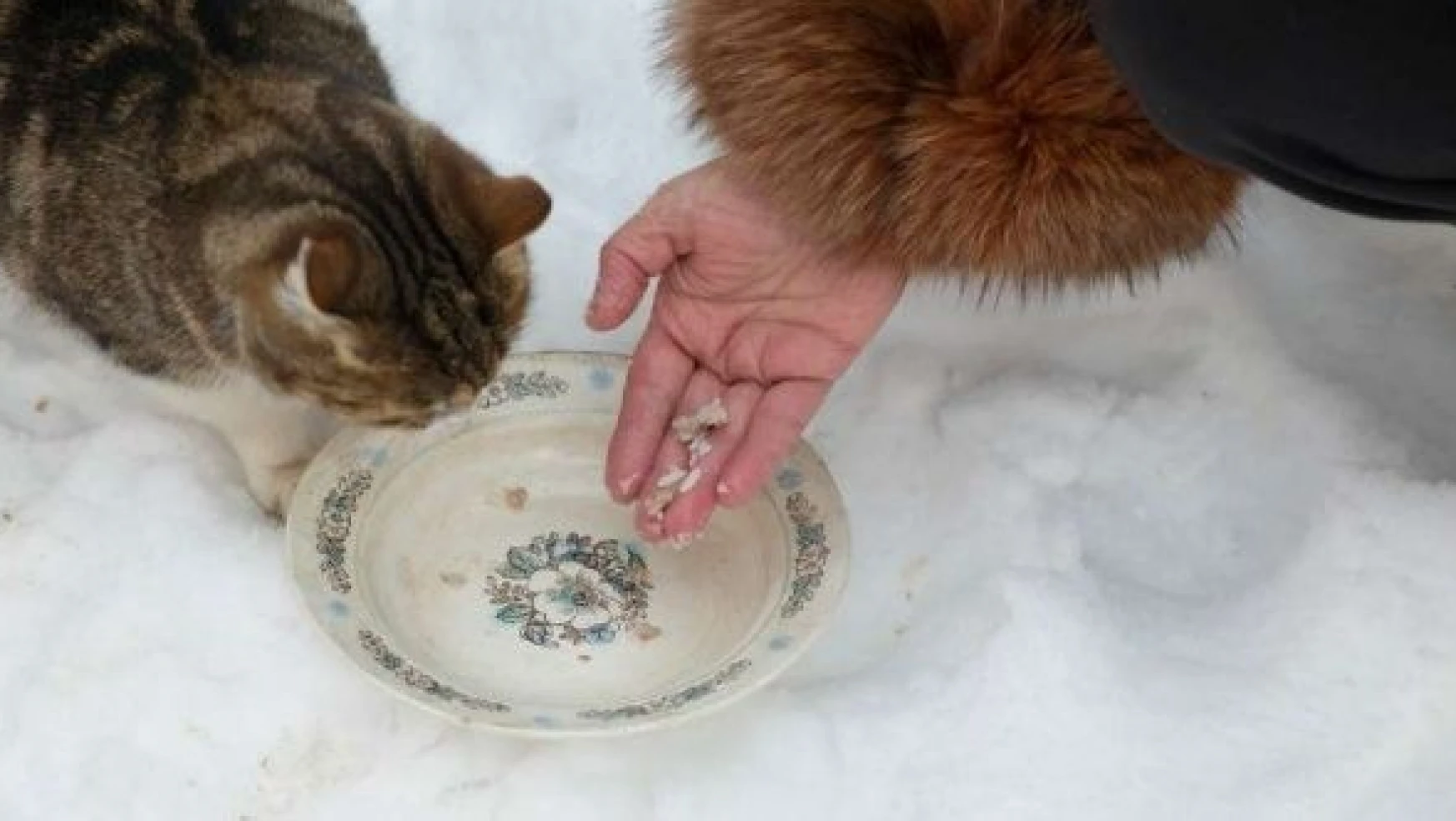 Van'da polis ekipleri 'kedi besleme' etkinliği gerçekleştirdi
