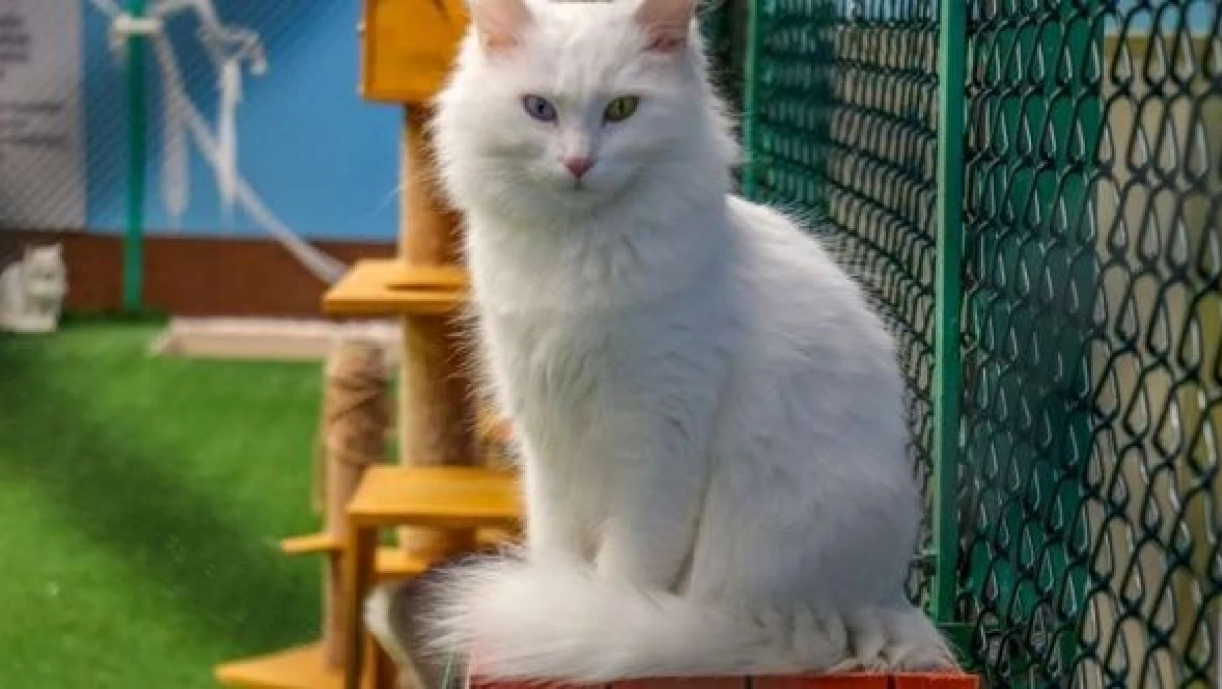 Van Kedisi'ne, Dünya Kediler Günü'nde ziyaretçi akını!