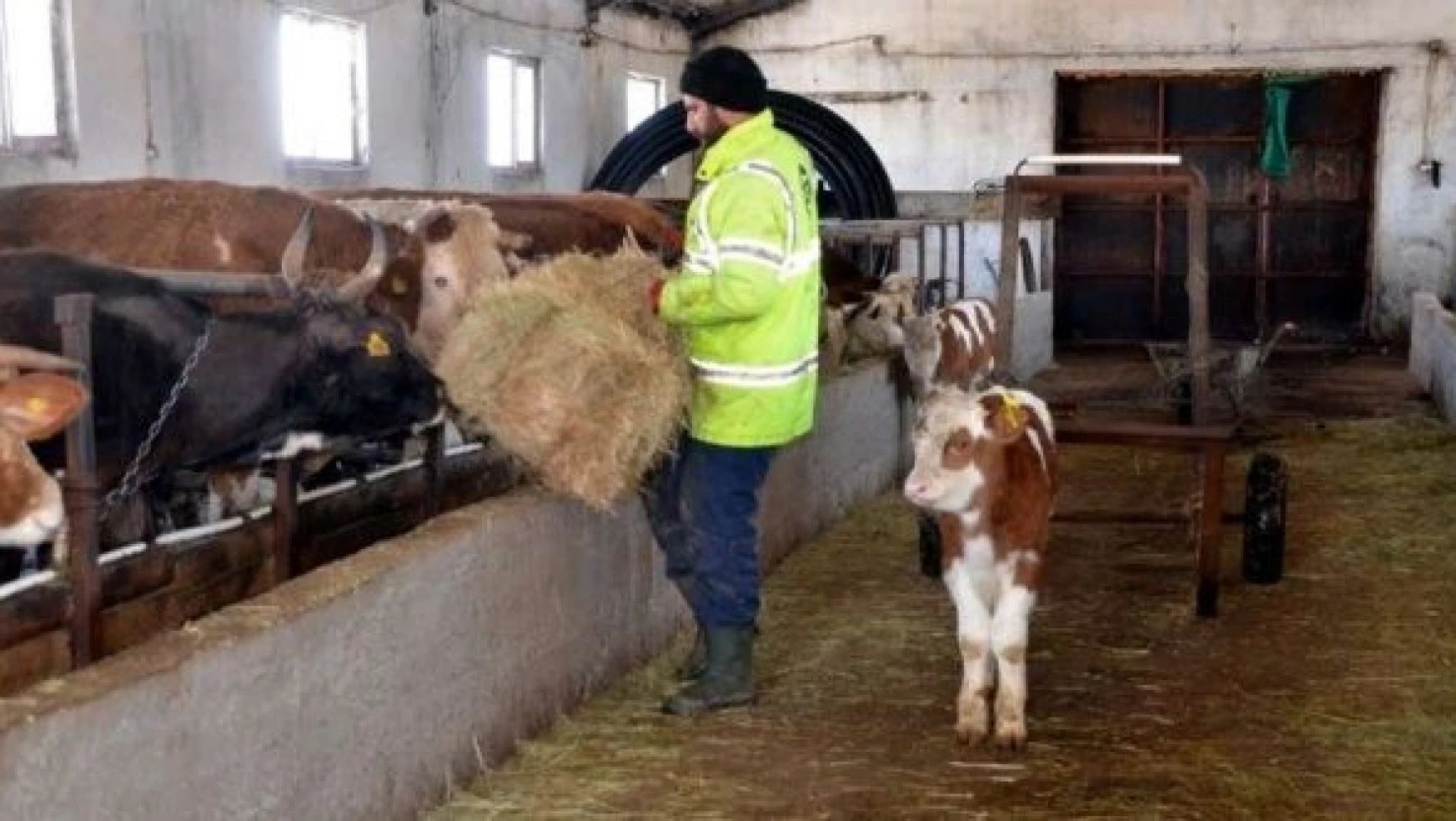 Muşlu besici devlet desteğiyle kurduğu çiftlikte süt ve süt ürünleri üretiyor