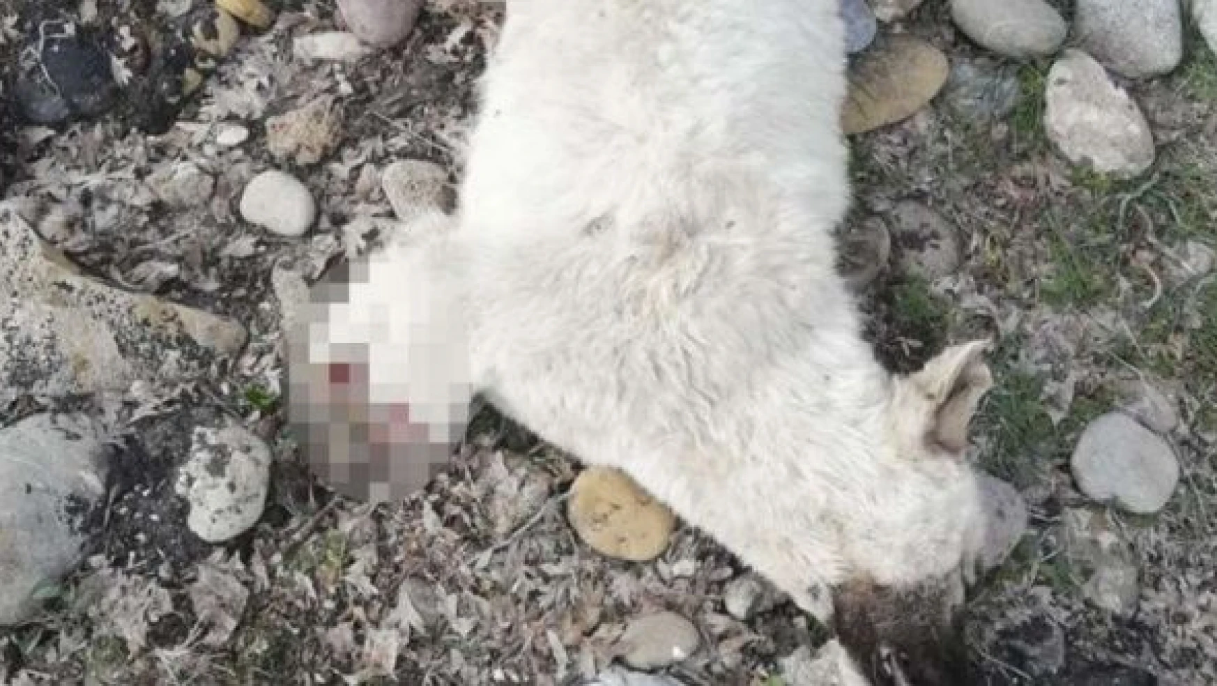 Tunceli'de köpeği öldürüp bacaklarını kestiler!