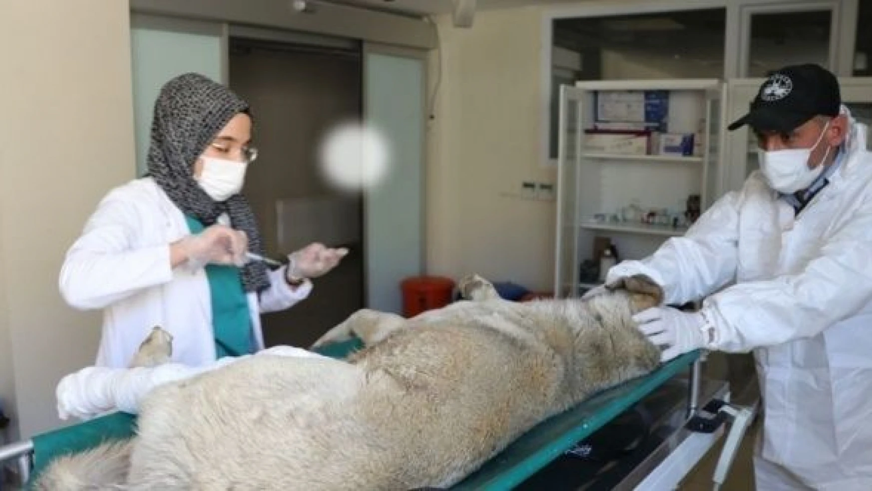 Elazığ'da yaralı bulunan köpek böyle kurtarıldı