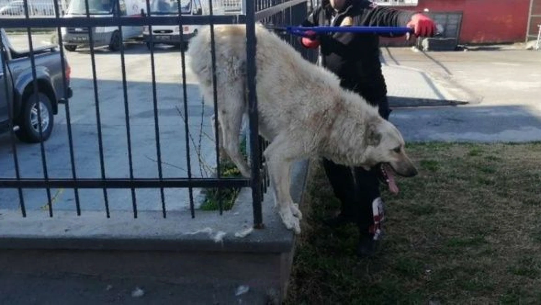 Erzincan'da demir parmaklıklara sıkışan köpek böyle kurtarıldı