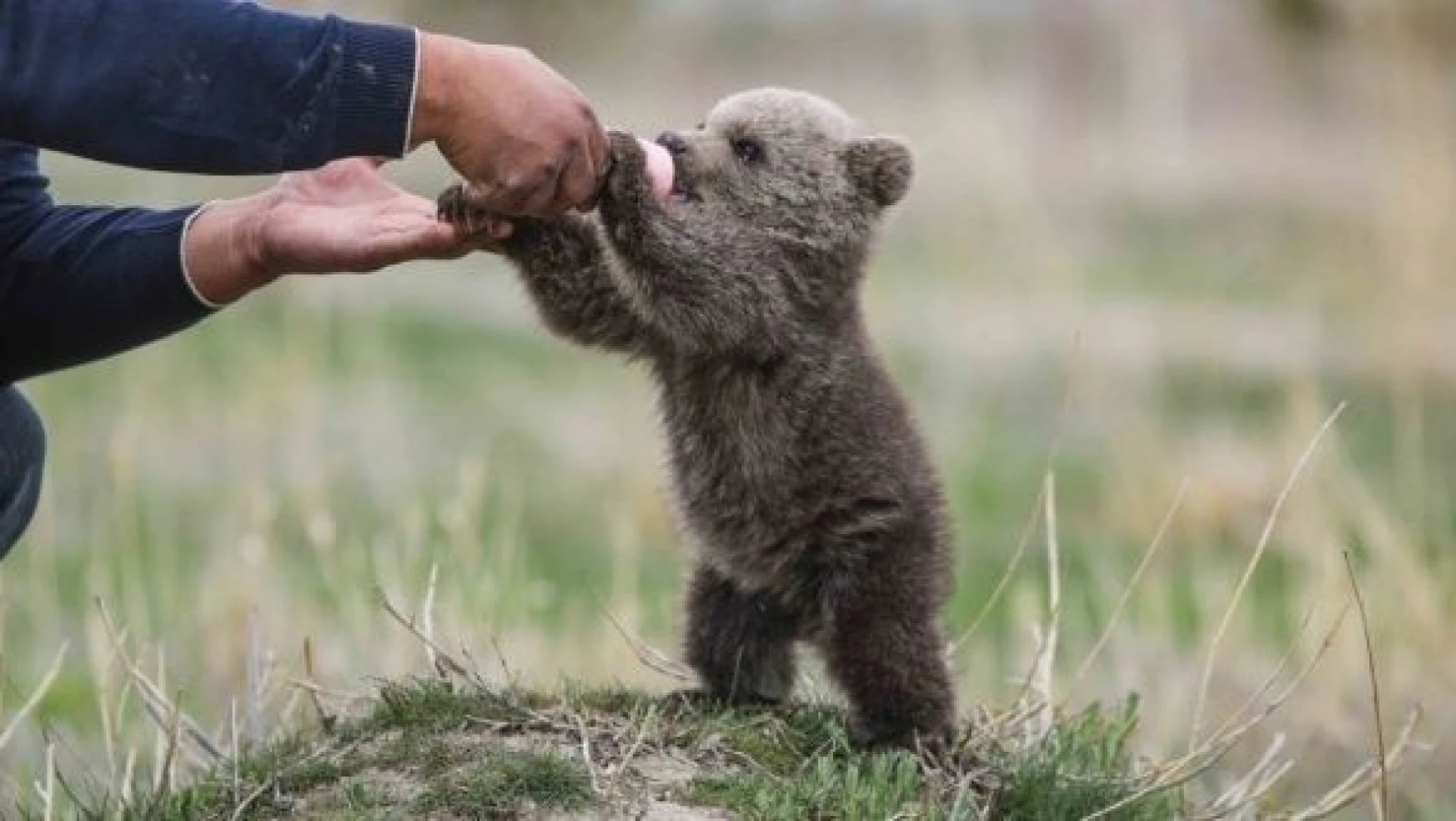 Hakkari'de annesini bulamayan yavru ayıya anne şefkati  gösteriliyor