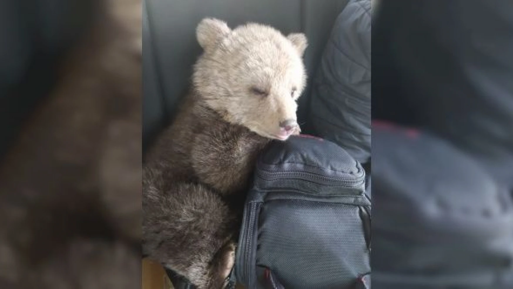 Hakkari'de annesi bulunamayan ayı yavrusu korumaya alındı