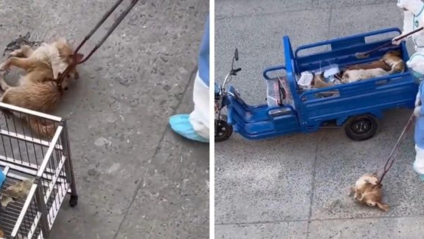 Şangay'da korkunç görüntüler... Sokakta ölü köpekler...
