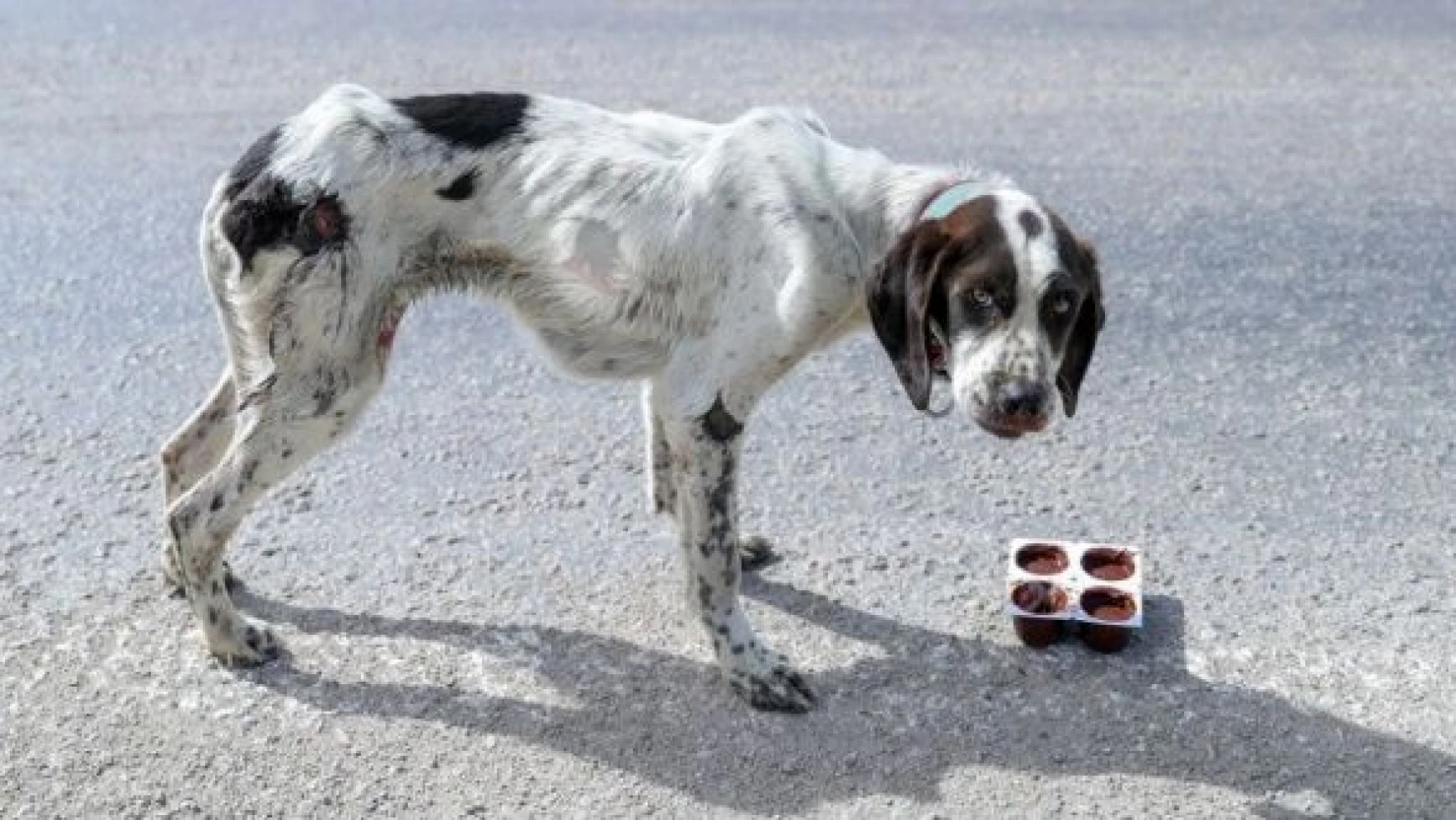 Van'da ölmek üzere olan köpek böyle kurtarıldı