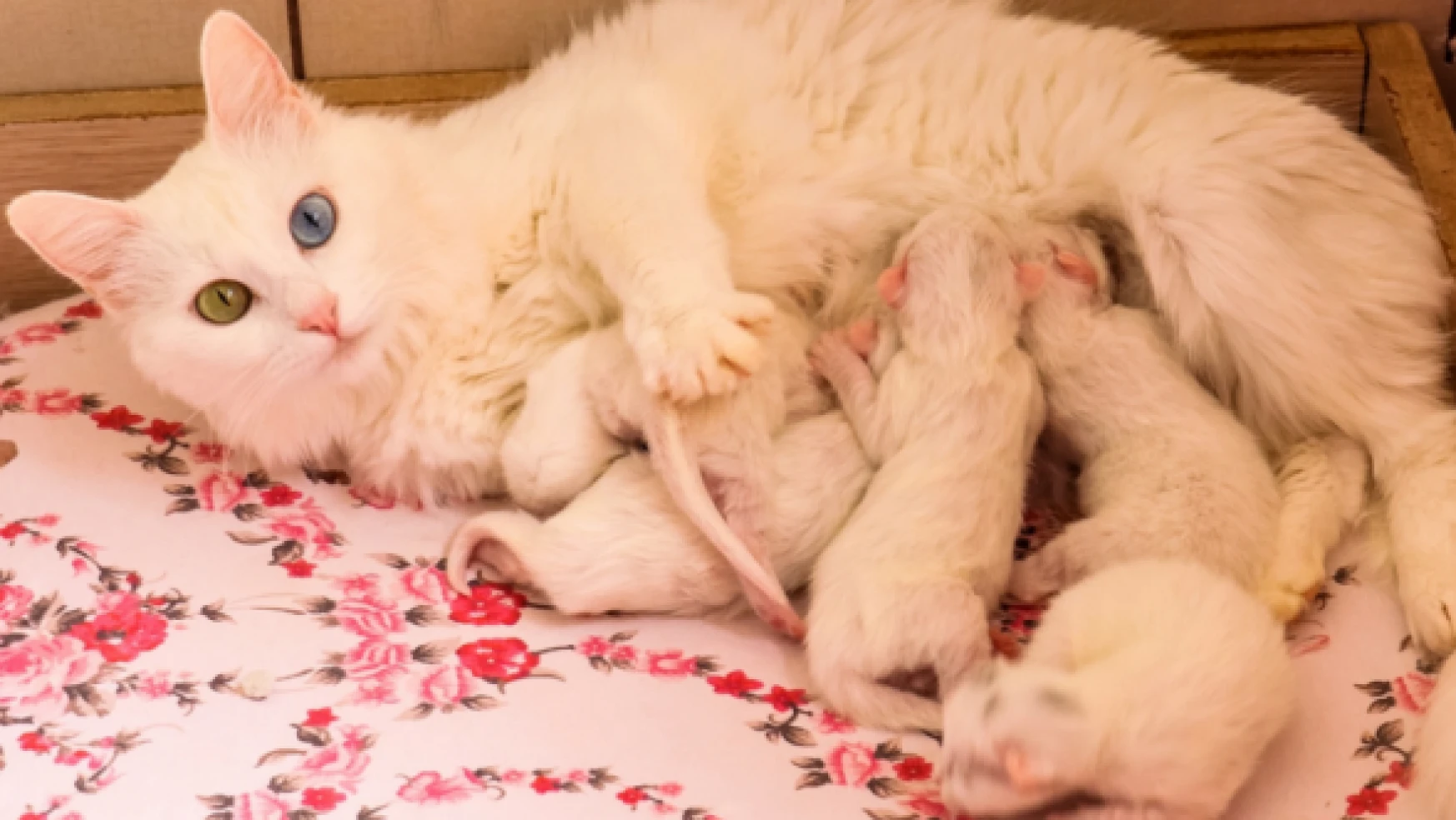 Van kedileri ilk yavrularını dünyaya getirdi