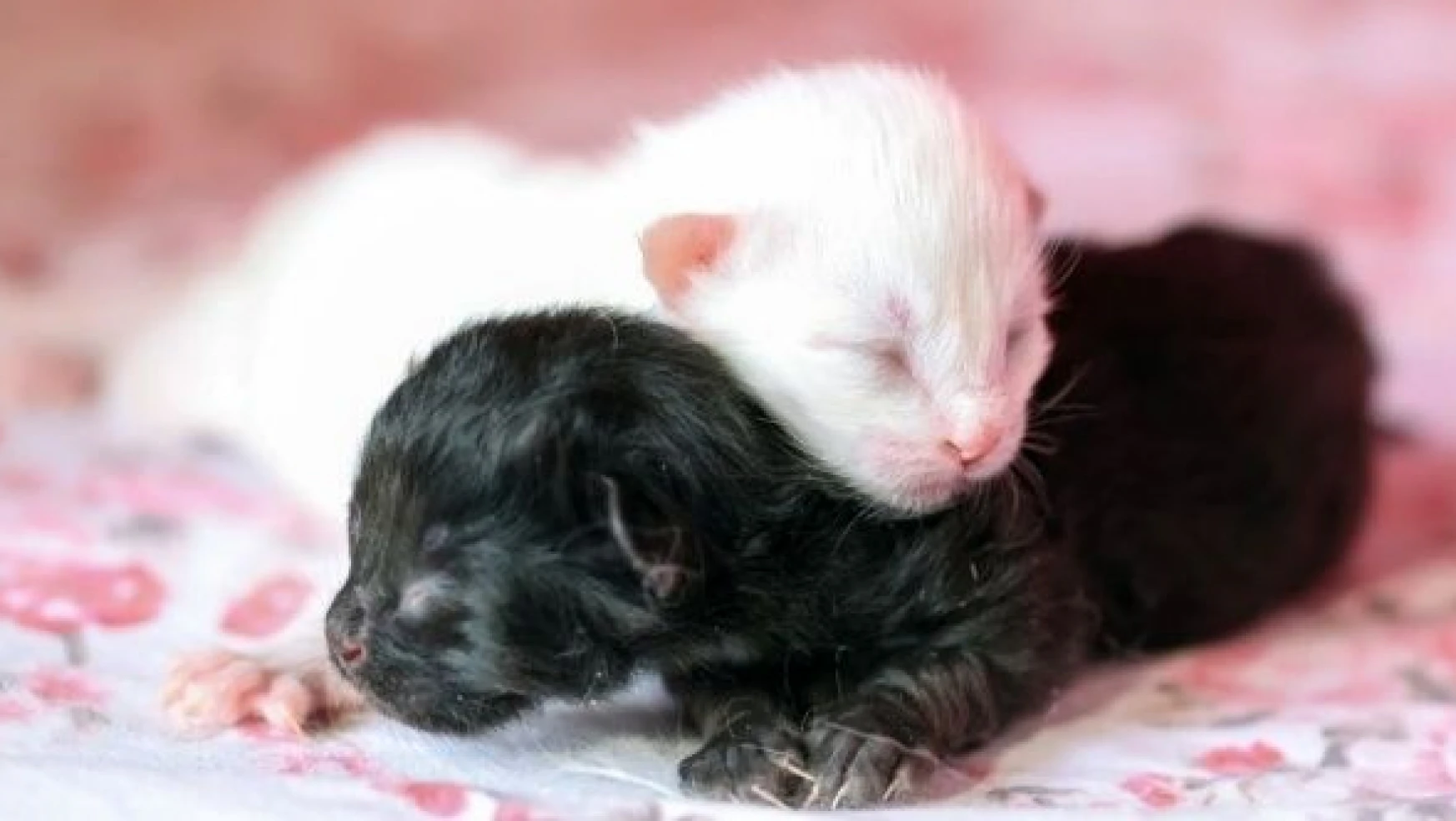 Van kedisi güzeli Mia'nın yavrusu siyah doğdu