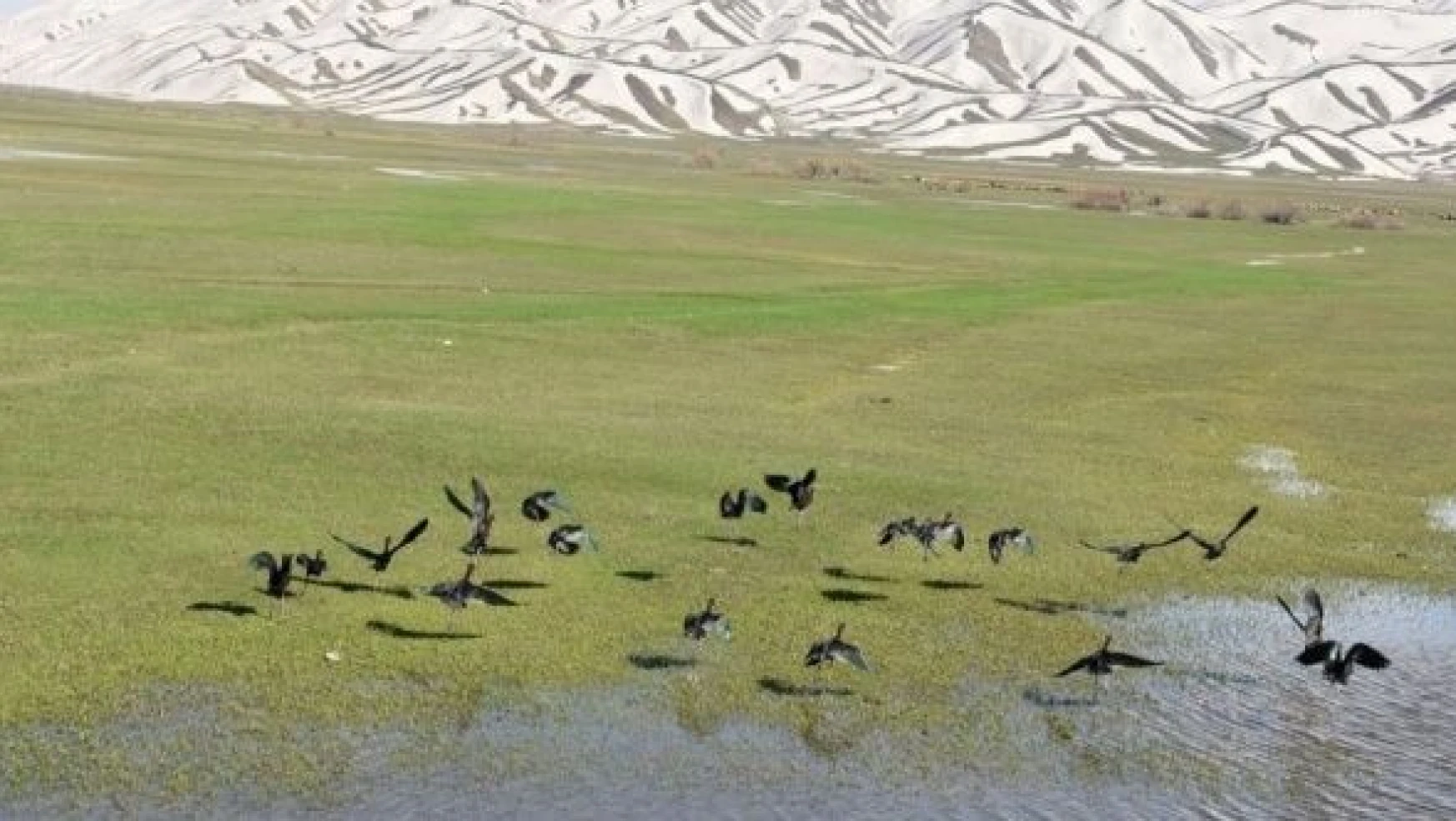 Yüksekova Nehil Sazlığı göçmen kuşların akınına uğradı