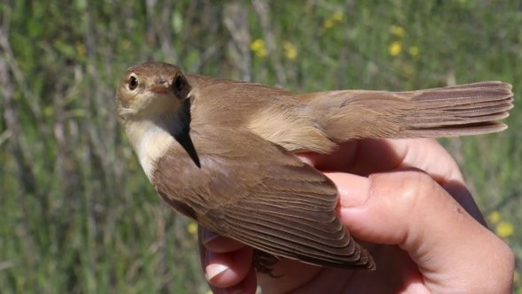 Aras Kuş Cenneti'nde 107 kuş türü üredi