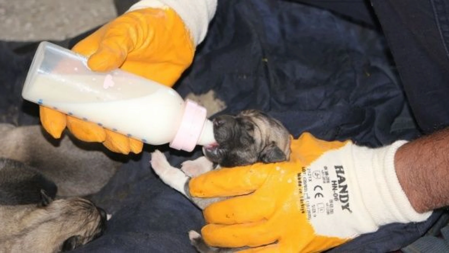 Bingöl'de itfaiye erleri yavru köpekleri biberonla besledi