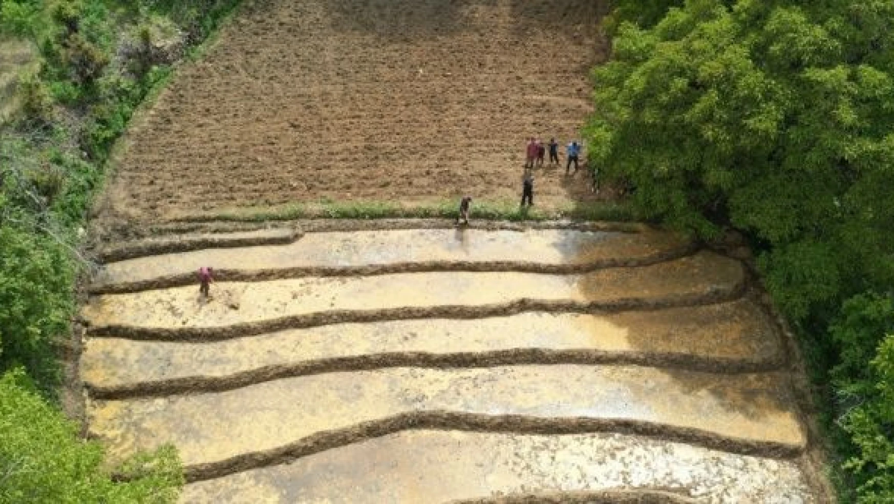 Bitlis'te çamur havuzlarına pirinç ekiyorlar