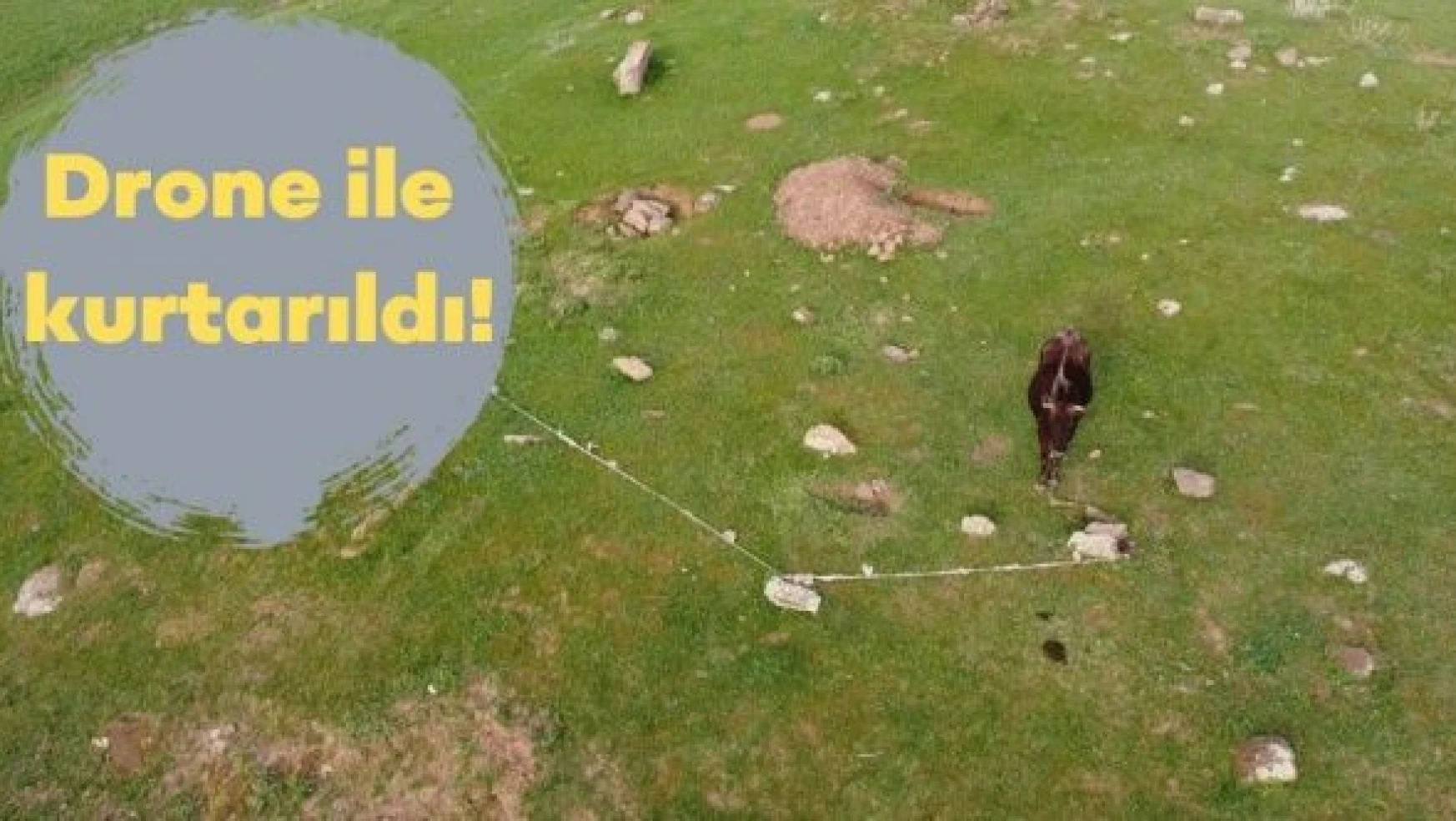 Bitlis'te mahsur kalan ineği drone kurtardı!