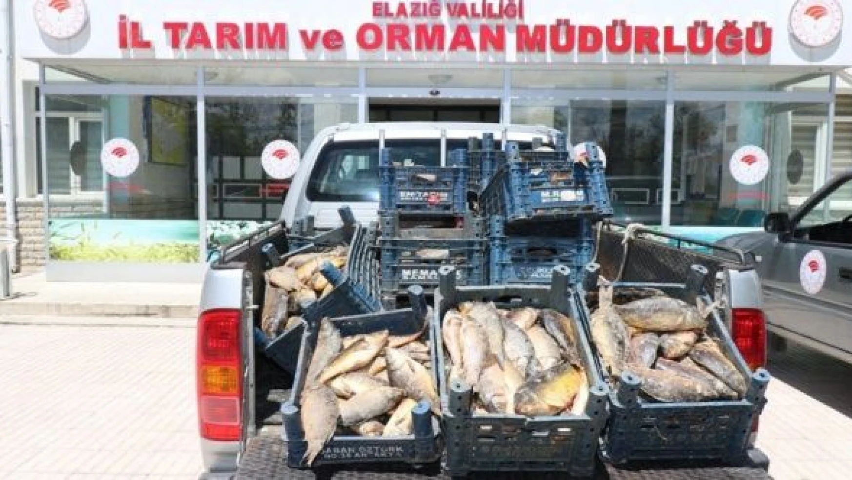 Elazığ'da 1 ton  kaçak balık ele geçirildi!