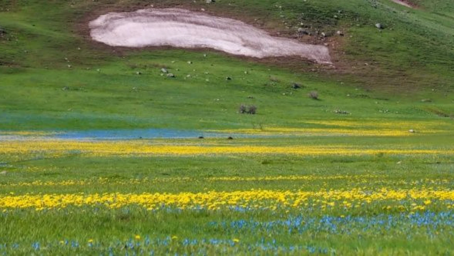 Erzurum ovaları sarı ve mora boyandı