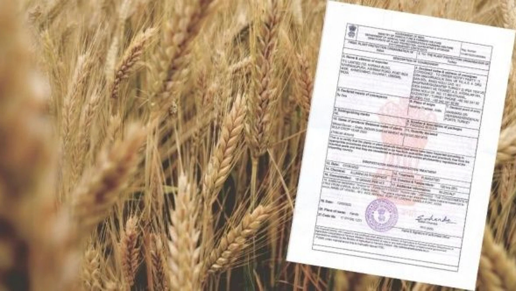 Hindistan ithal edilen buğday hastalıklı çıktı