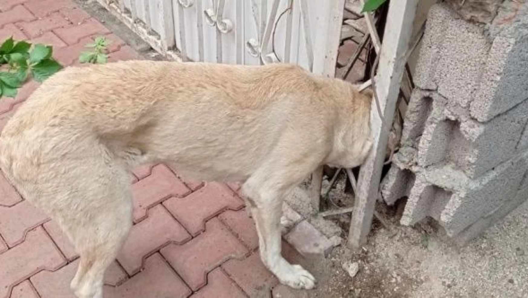 Malatya'da kafası demir kapıya sıkışan köpek böyle kurtarıldı