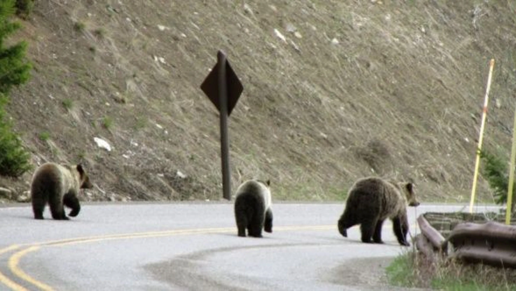 Van'da kış uykusundan uyanan ayılar yola indi!
