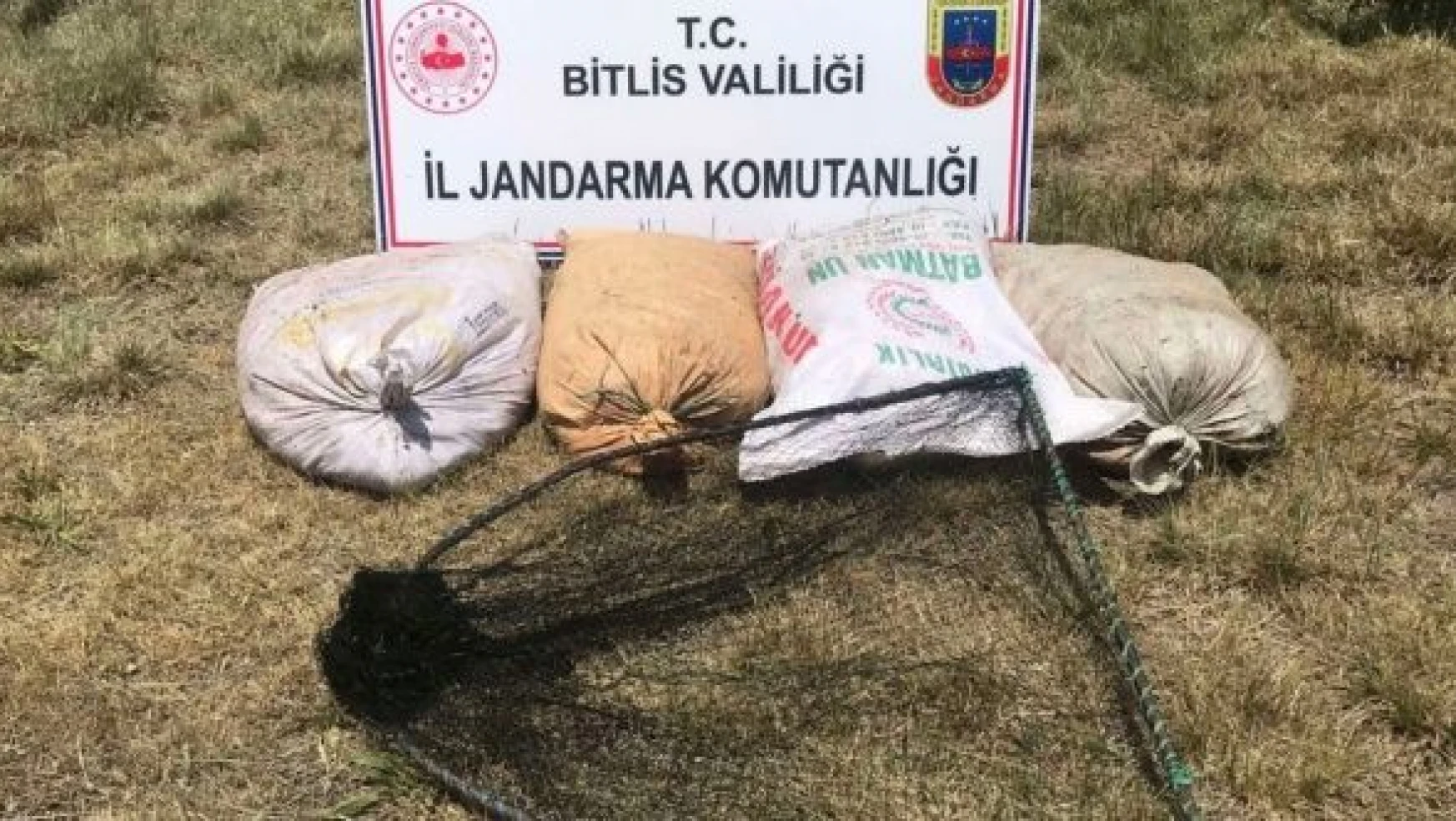 Bitlis'te kaçak inci kefali operasyonu!