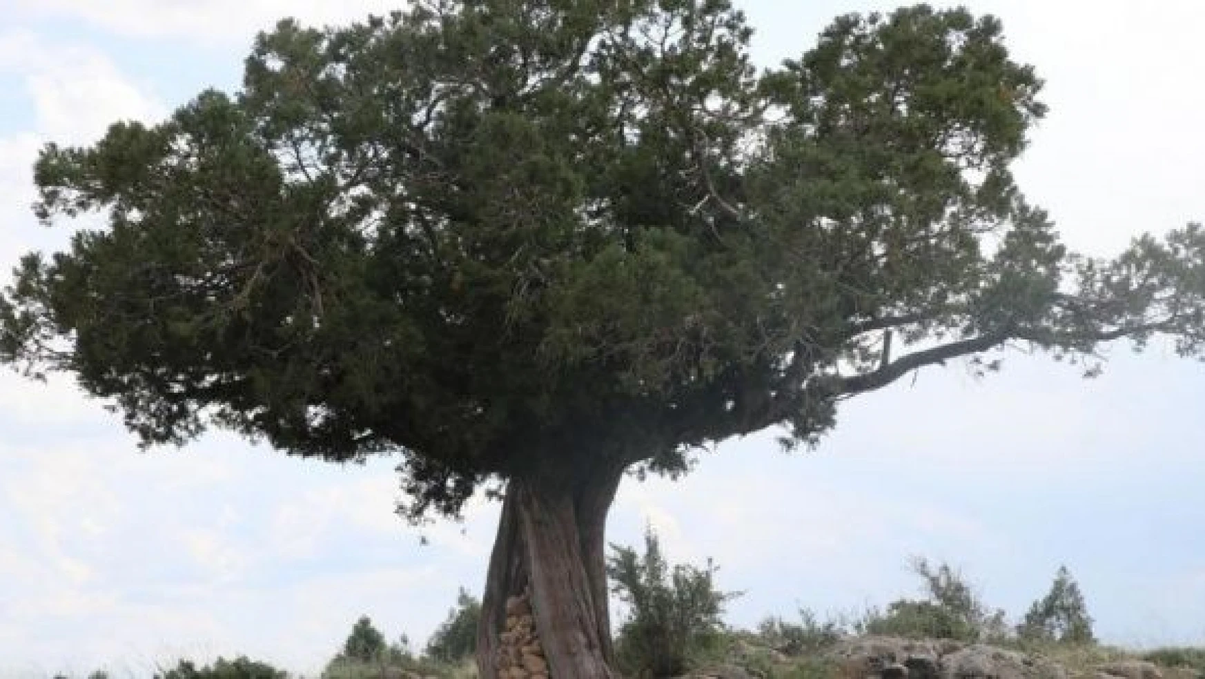 Erzincan'da yüzlerce yıllık meşeler 'anıt ağaç' olacak