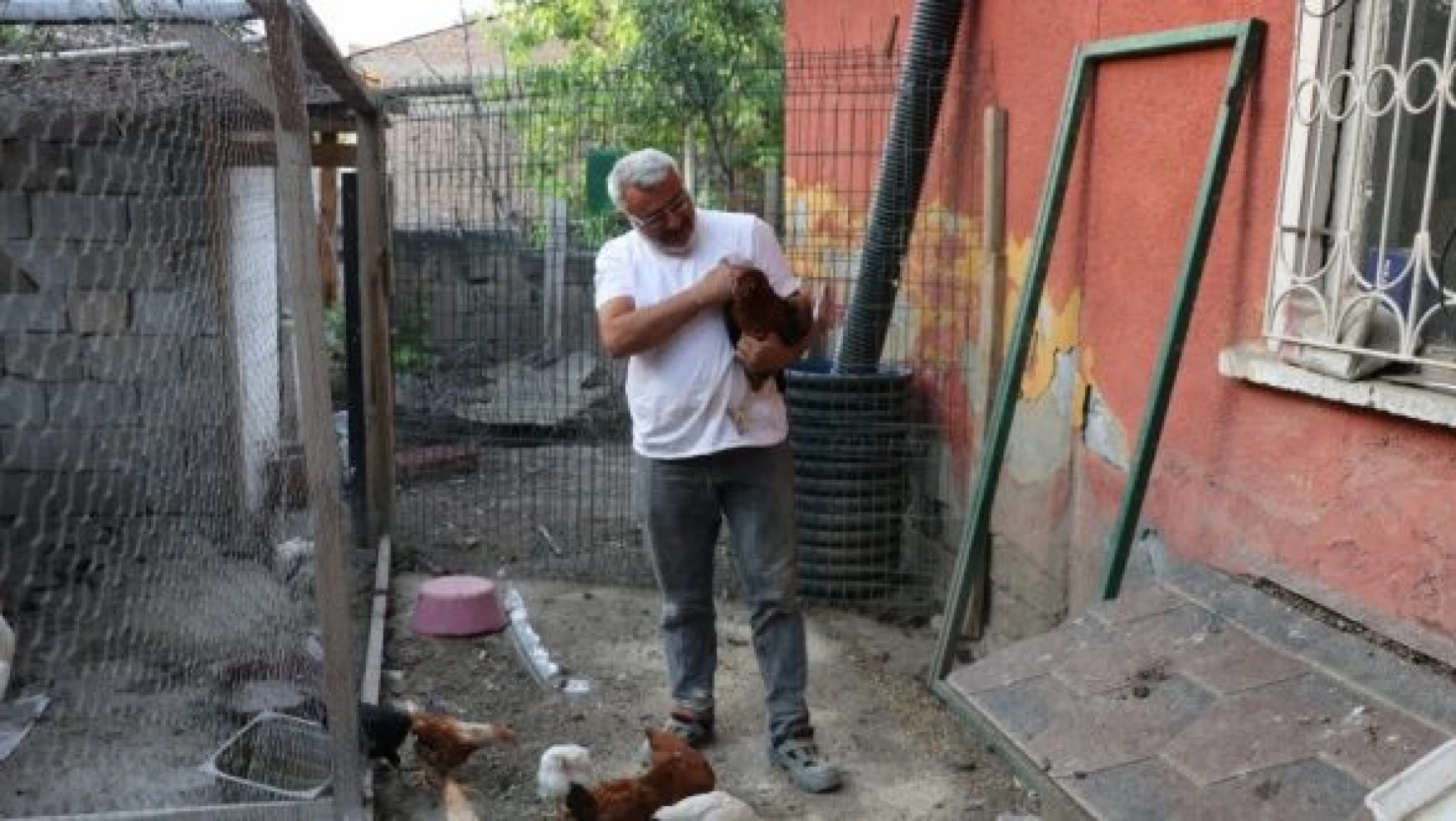 Erzincan'da başıboş köpekler tavukları telef etti!