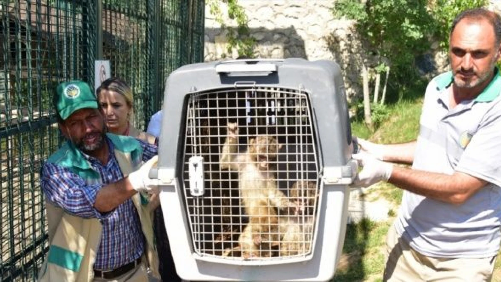 Gürbulak Sınır Kapısı'nda 3 makak maymunu ele geçirildi