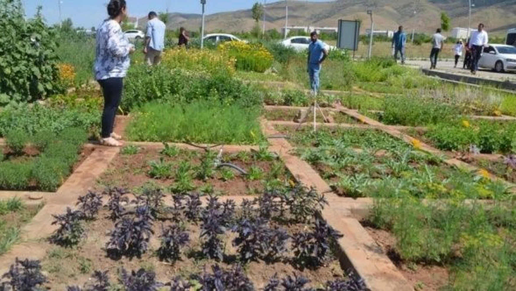 Muş Alparslan Üniversitesi'nde tıbbi ve aromatik bitkilerin hasadına başlandı
