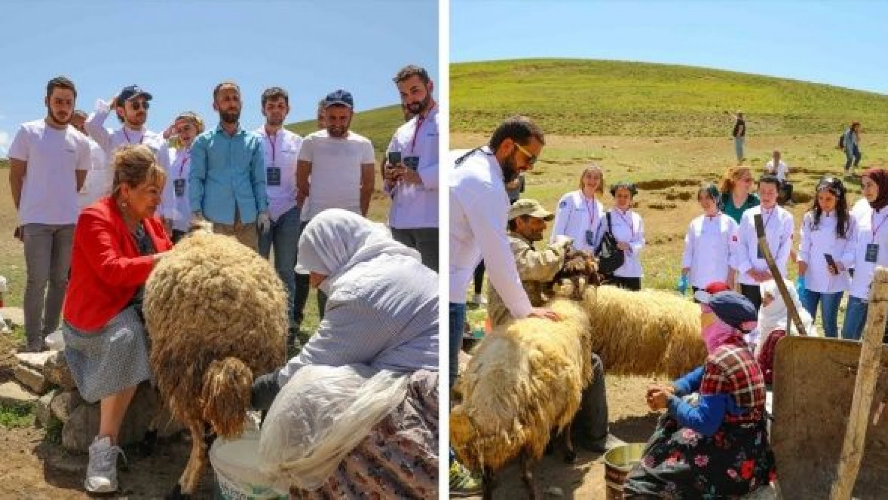 Van'da yerli ve yabancı aşçılar koyun sağımını izledi
