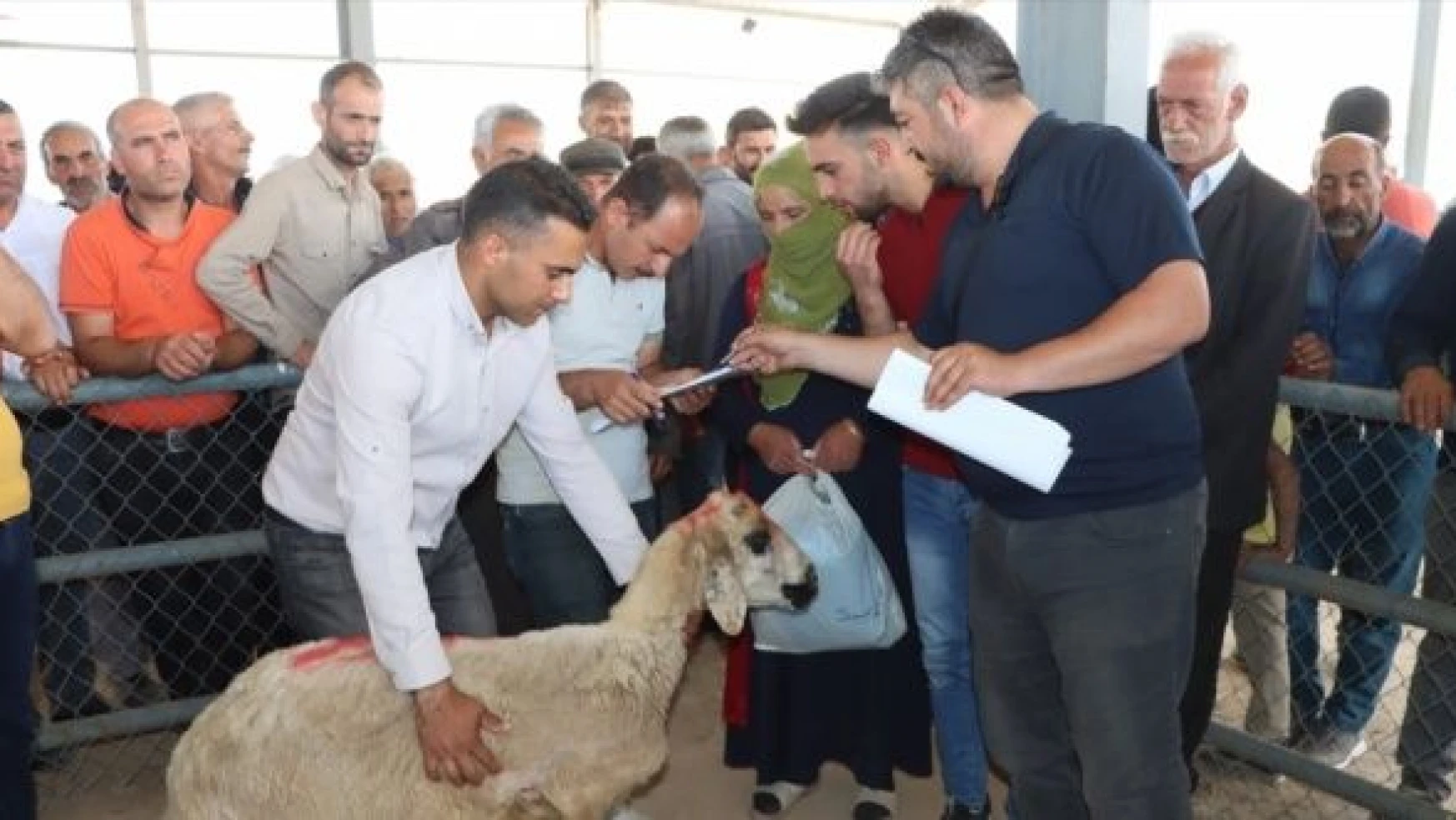 Çaldıran Belediyesi 100 aileye kurbanlık koyun dağıttı