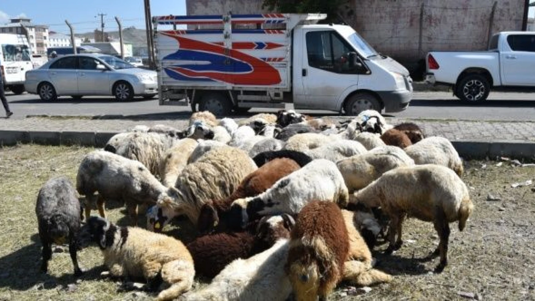 Doğu Anadolu'daki hayvan pazarlarında yoğunluk!